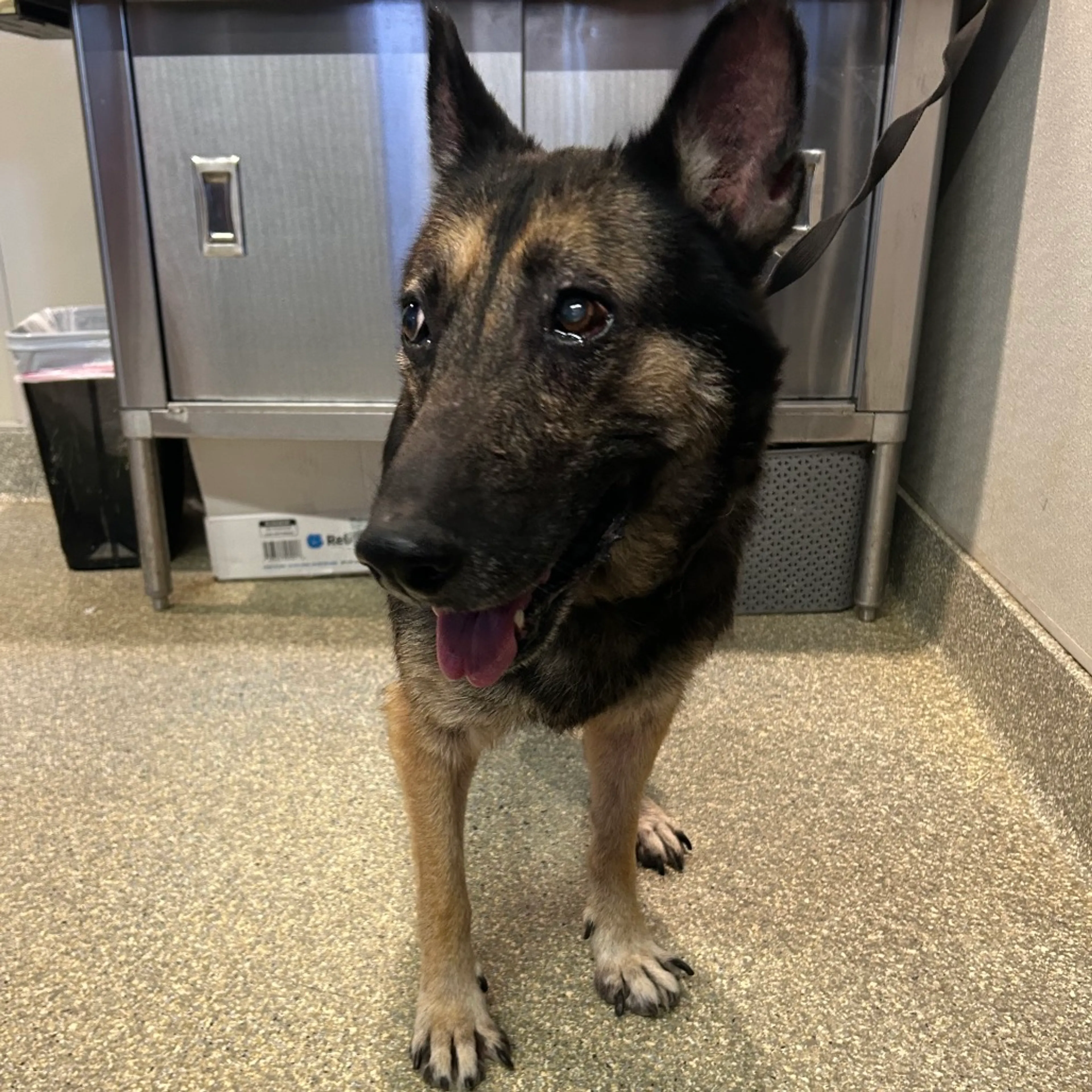 Found pet-3
