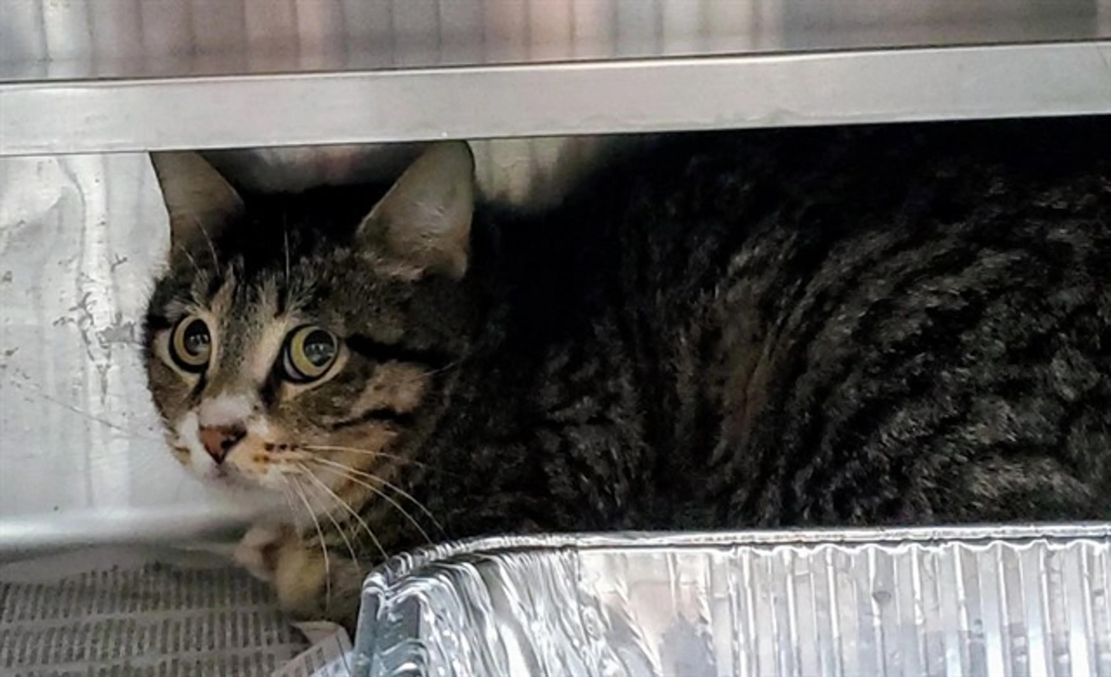 Found pet