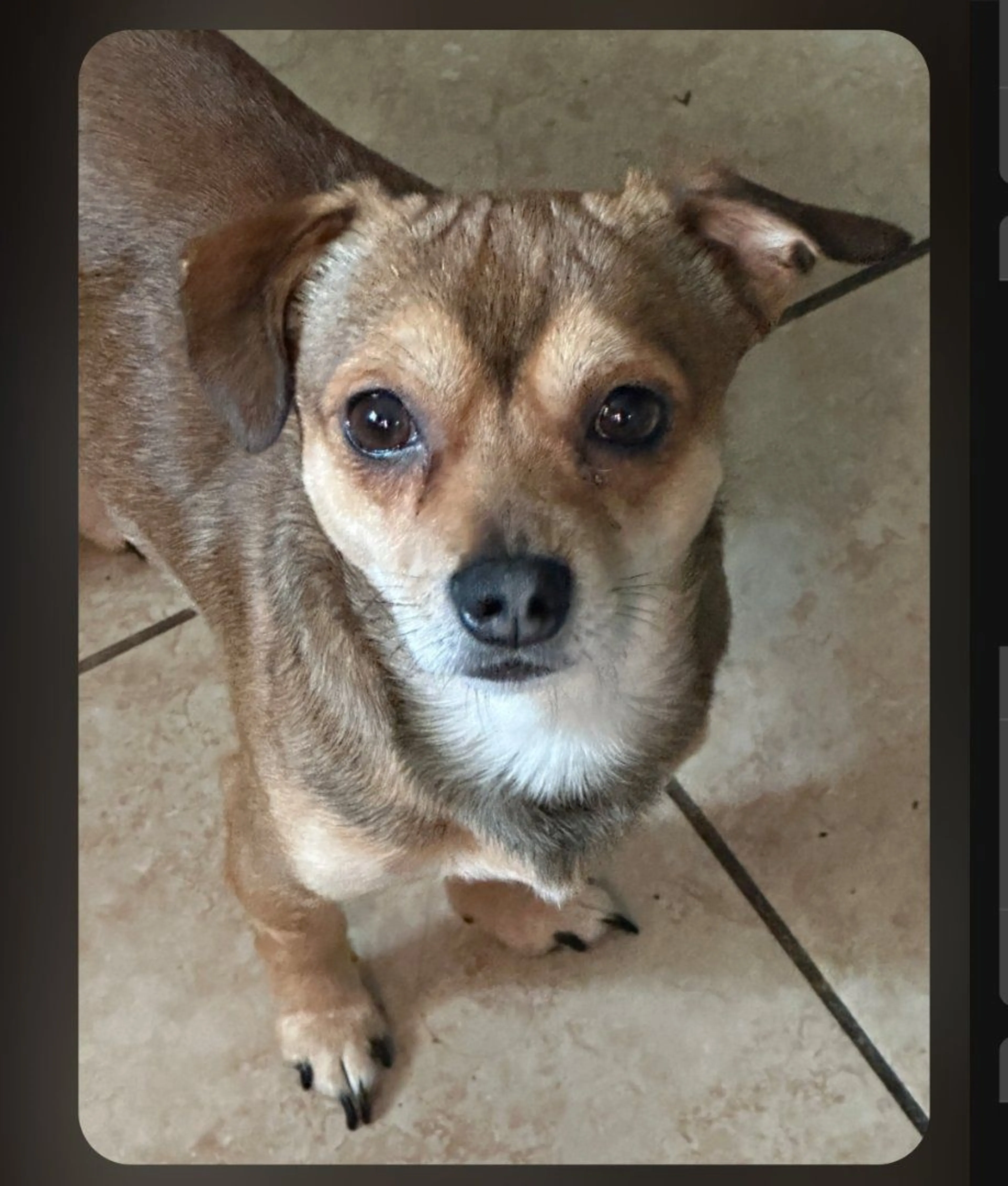 Lost pet