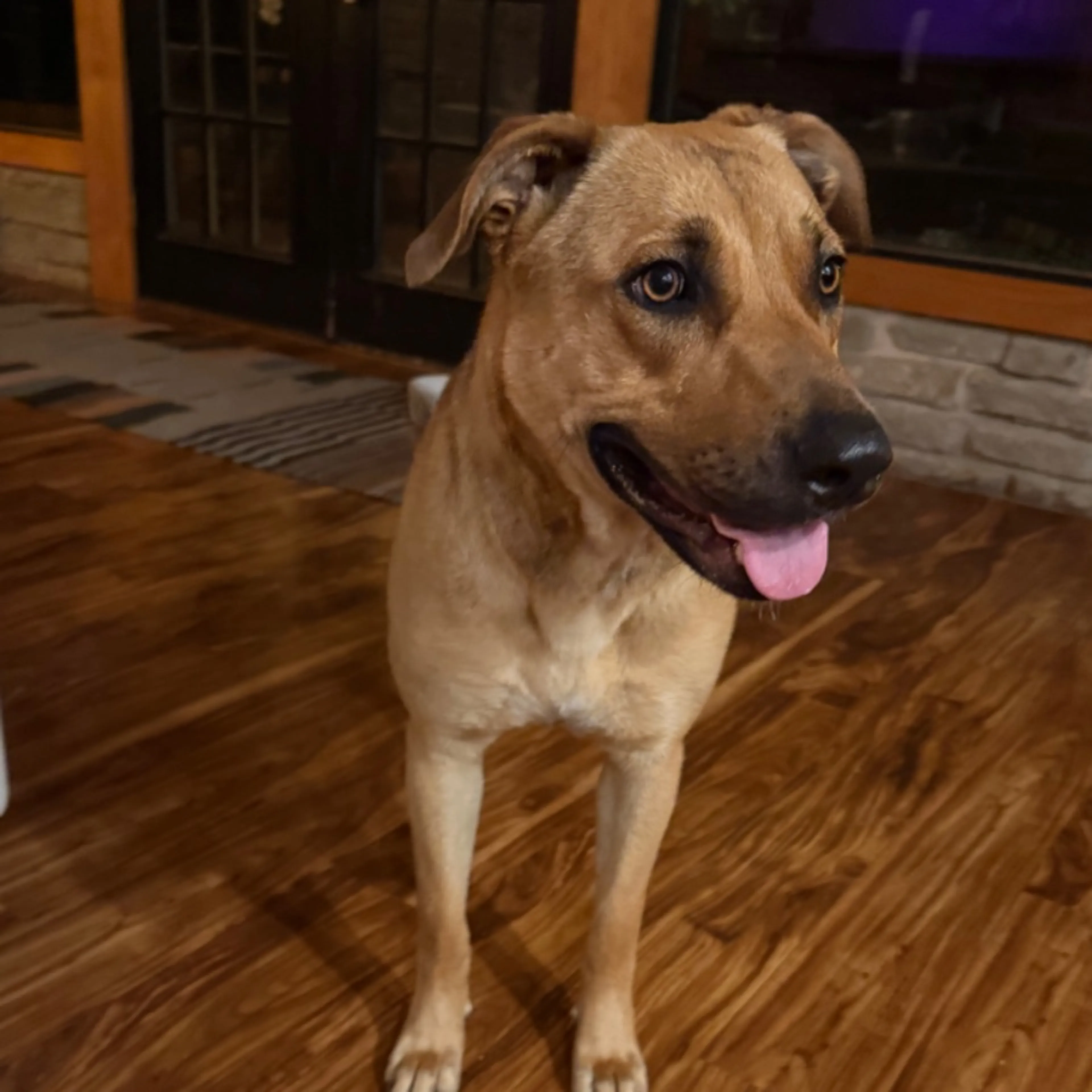 Found pet
