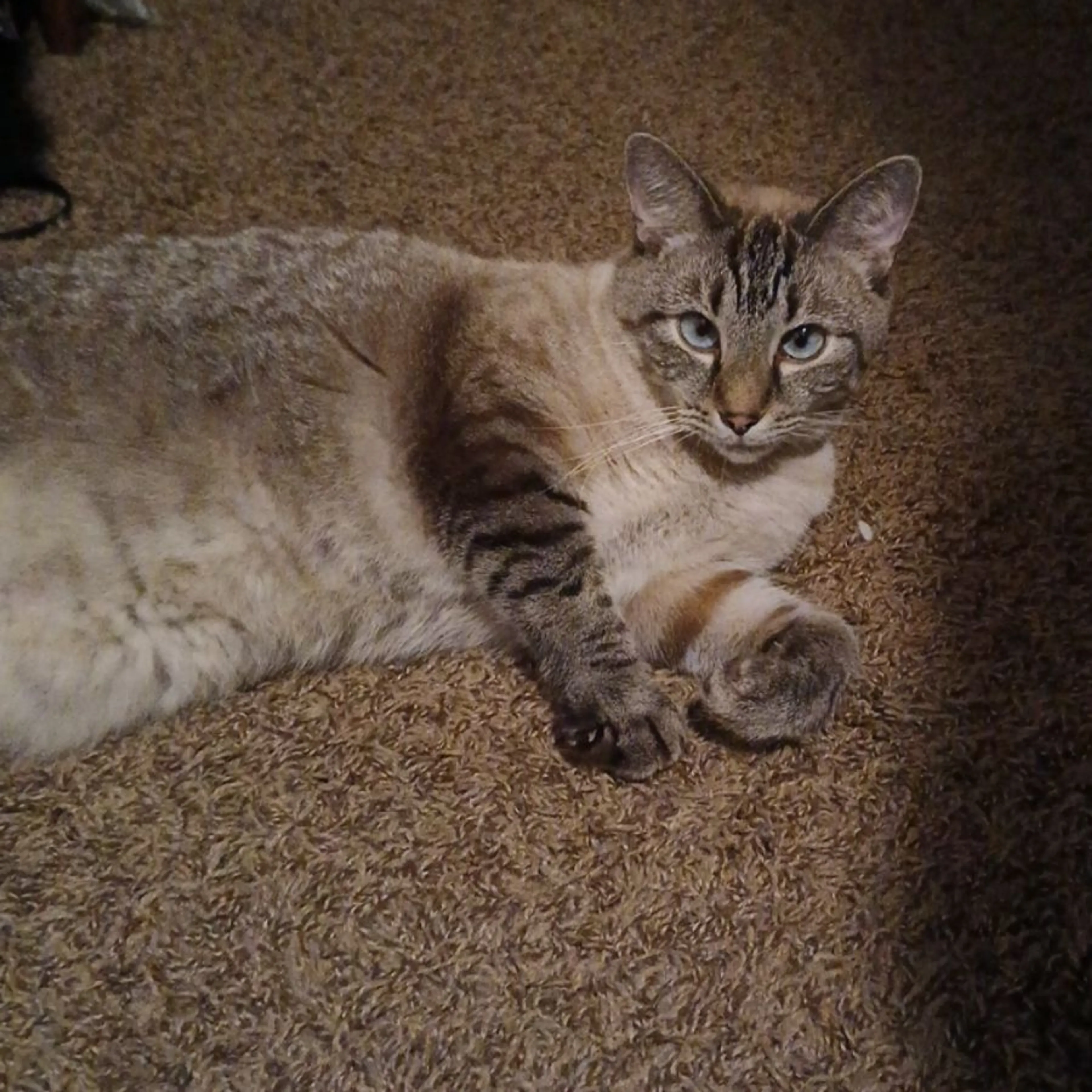 Lost pet-0