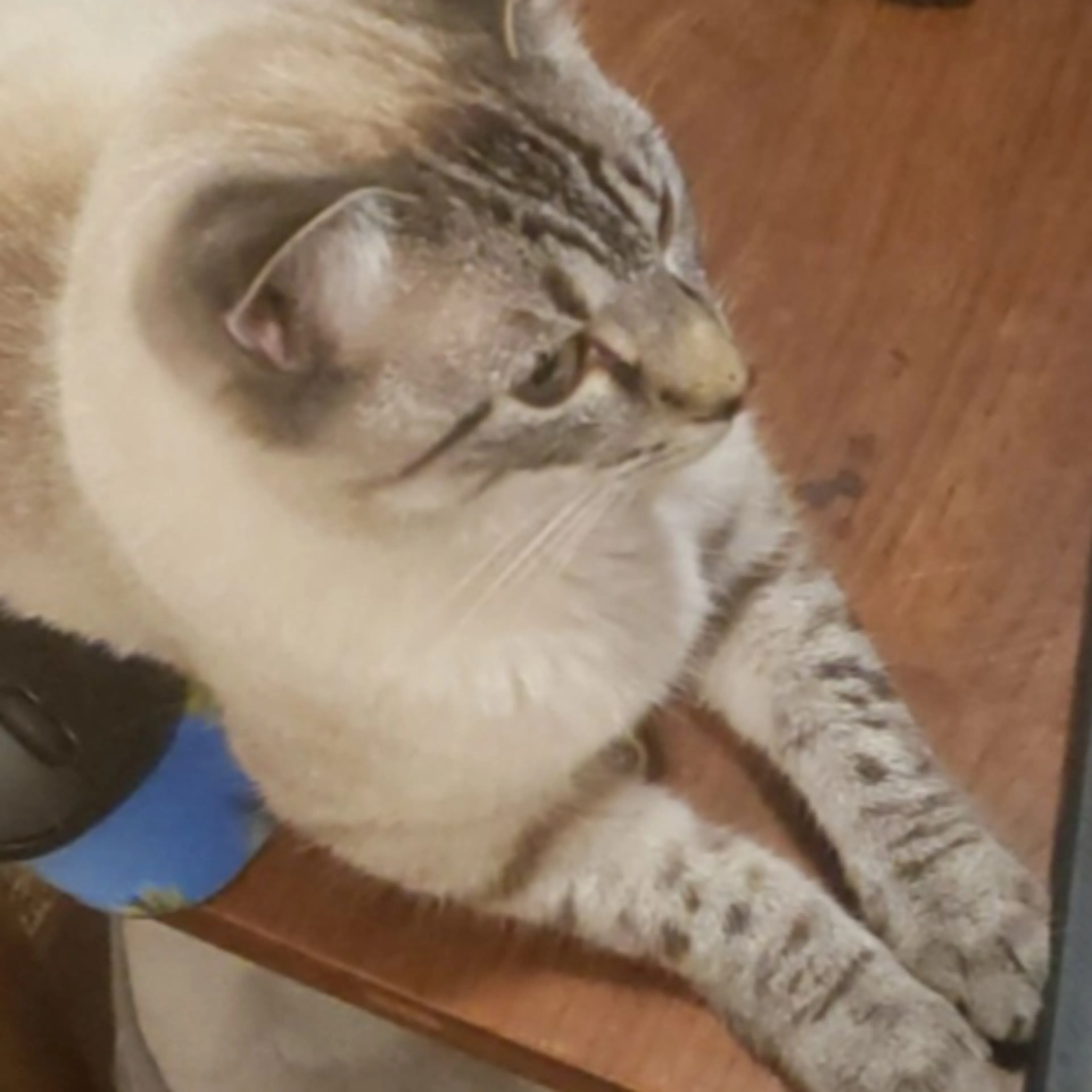 Lost pet-3