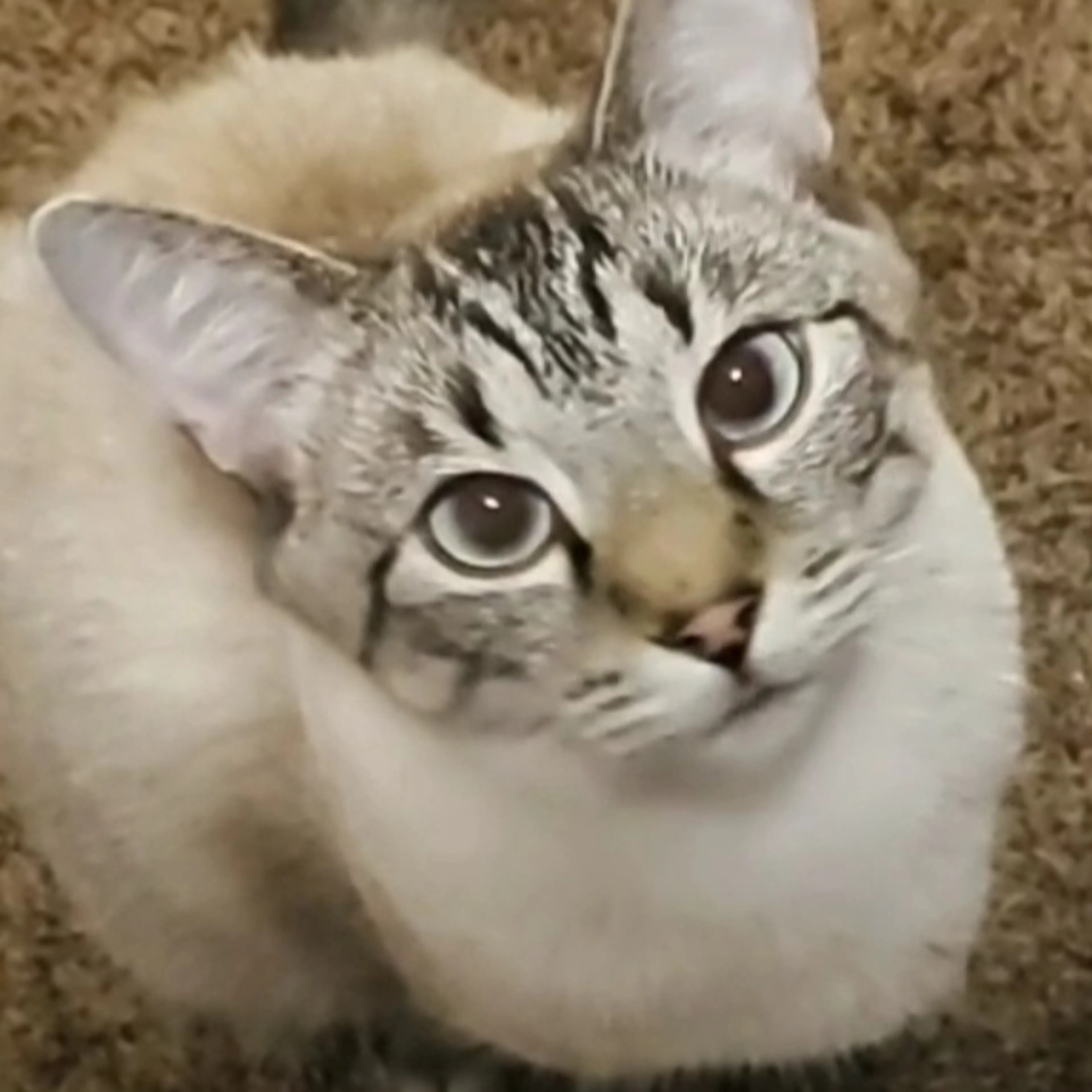 Lost pet-1