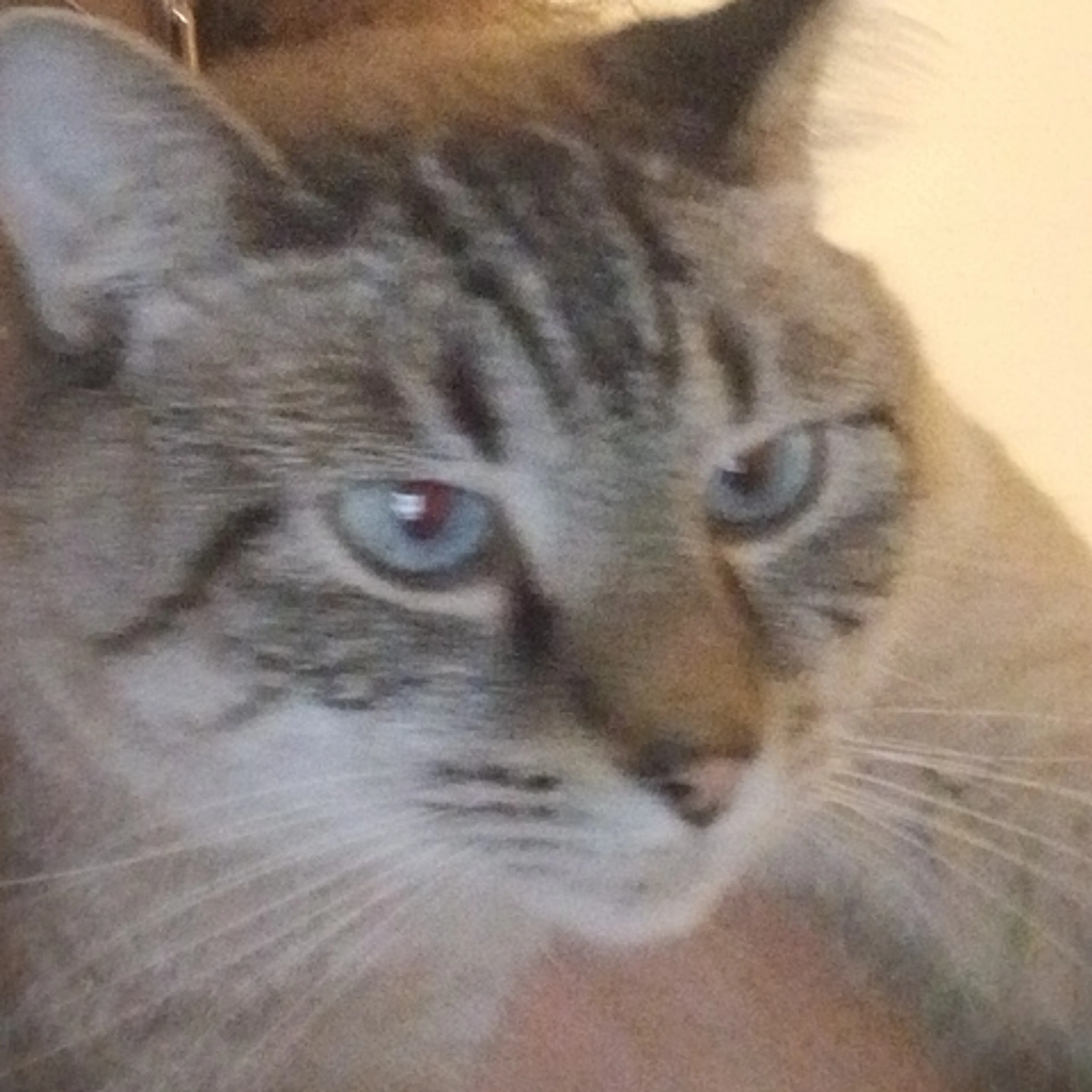 Lost pet-2