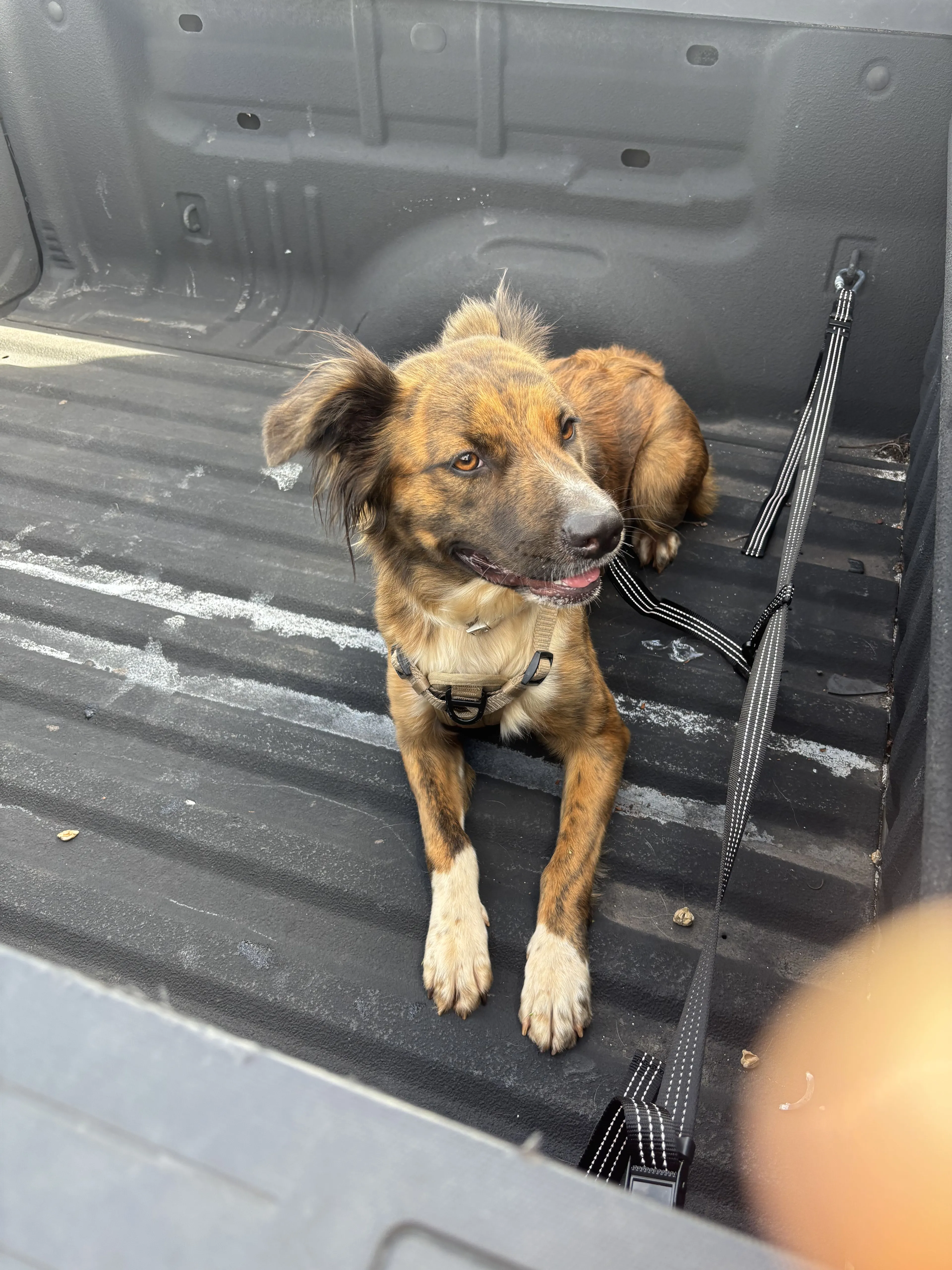 Lost pet