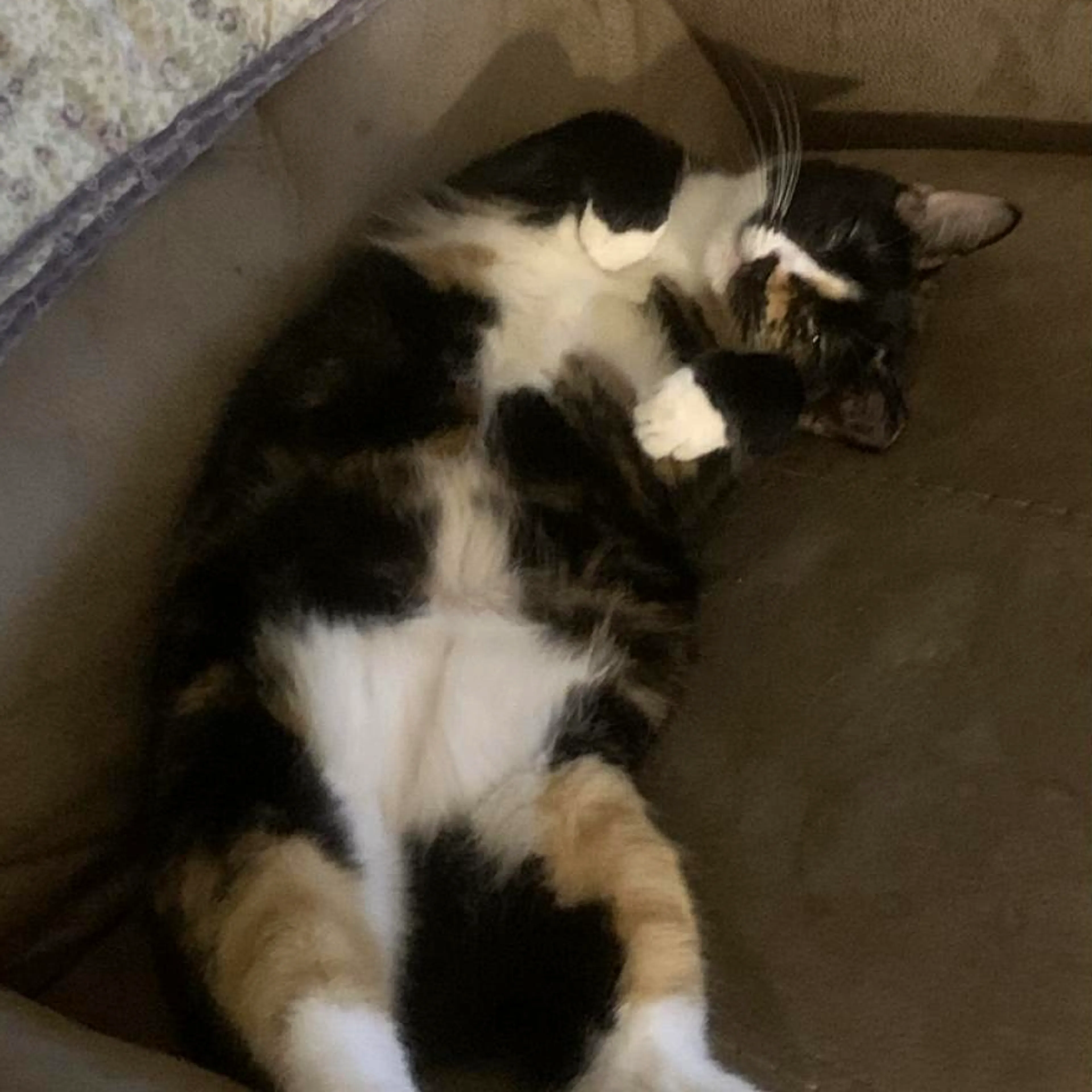 Found pet-0