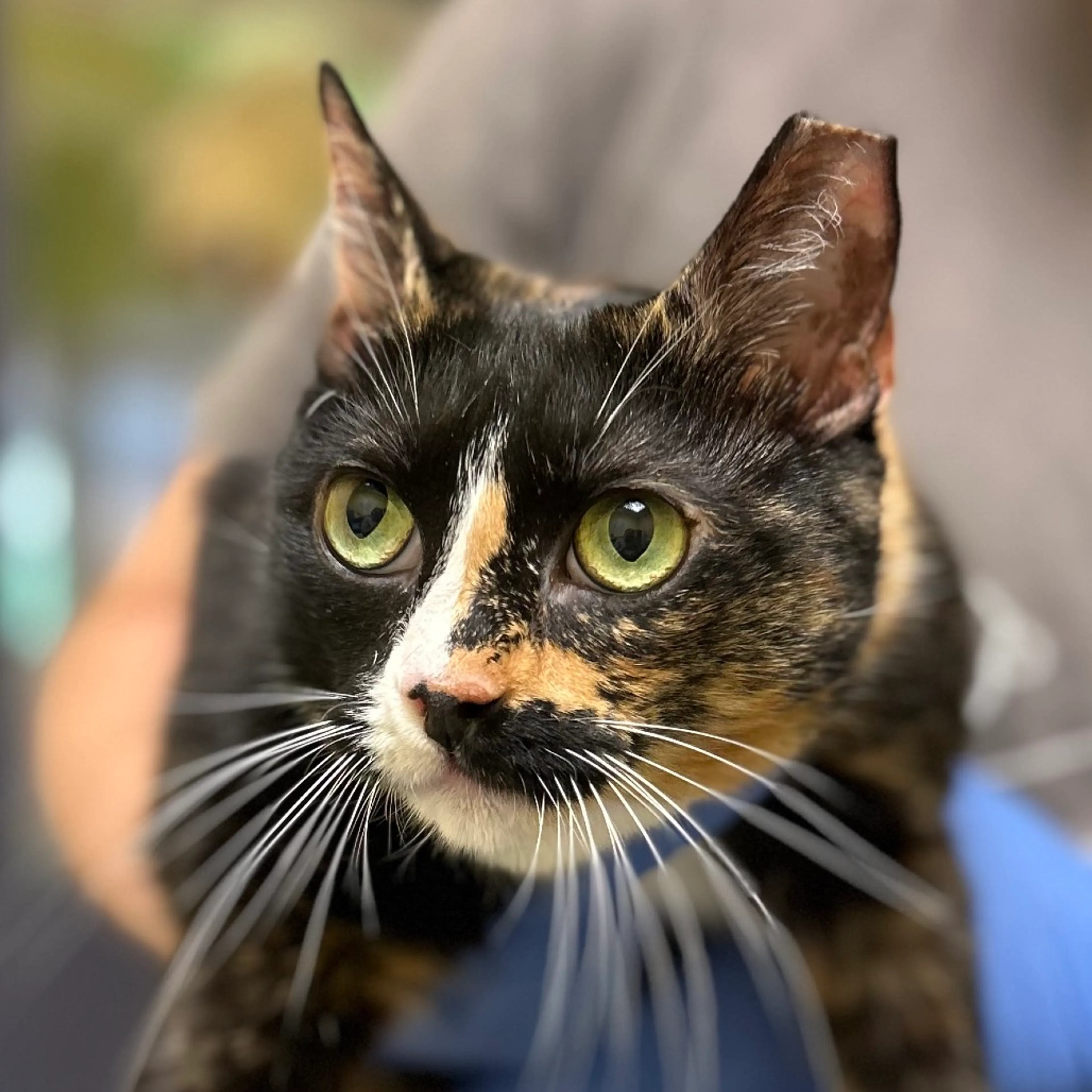 Found pet-2