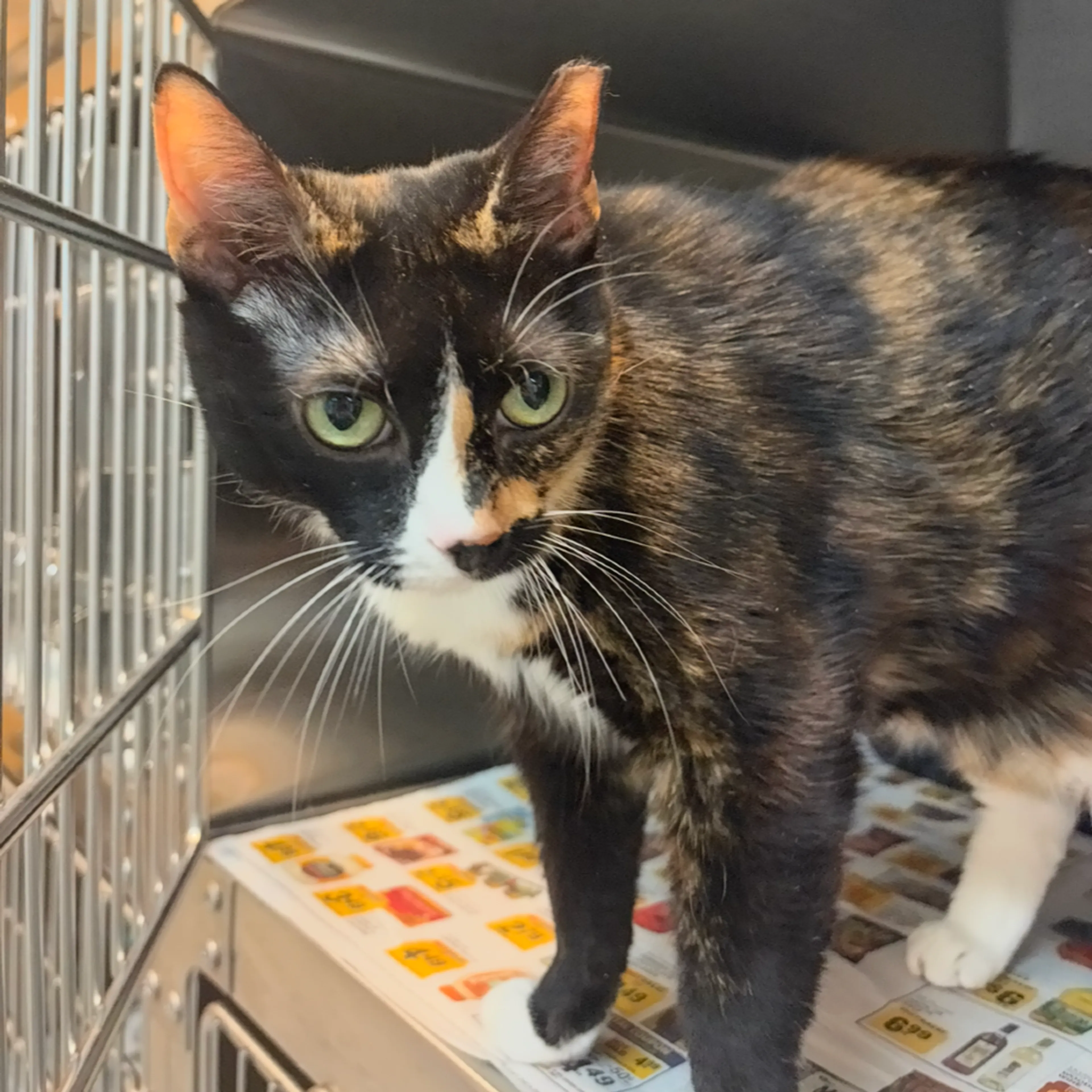 Found pet-3