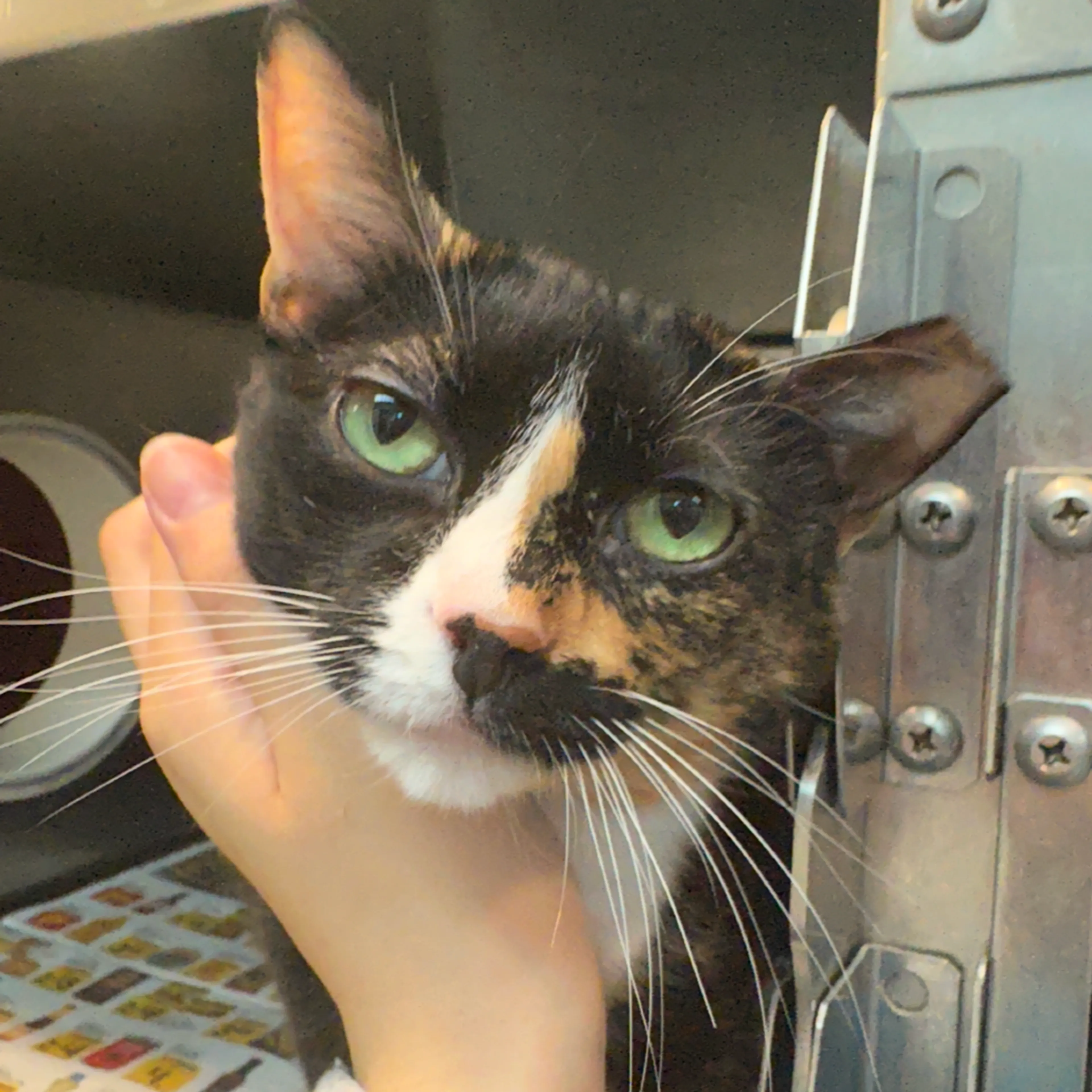 Found pet-4