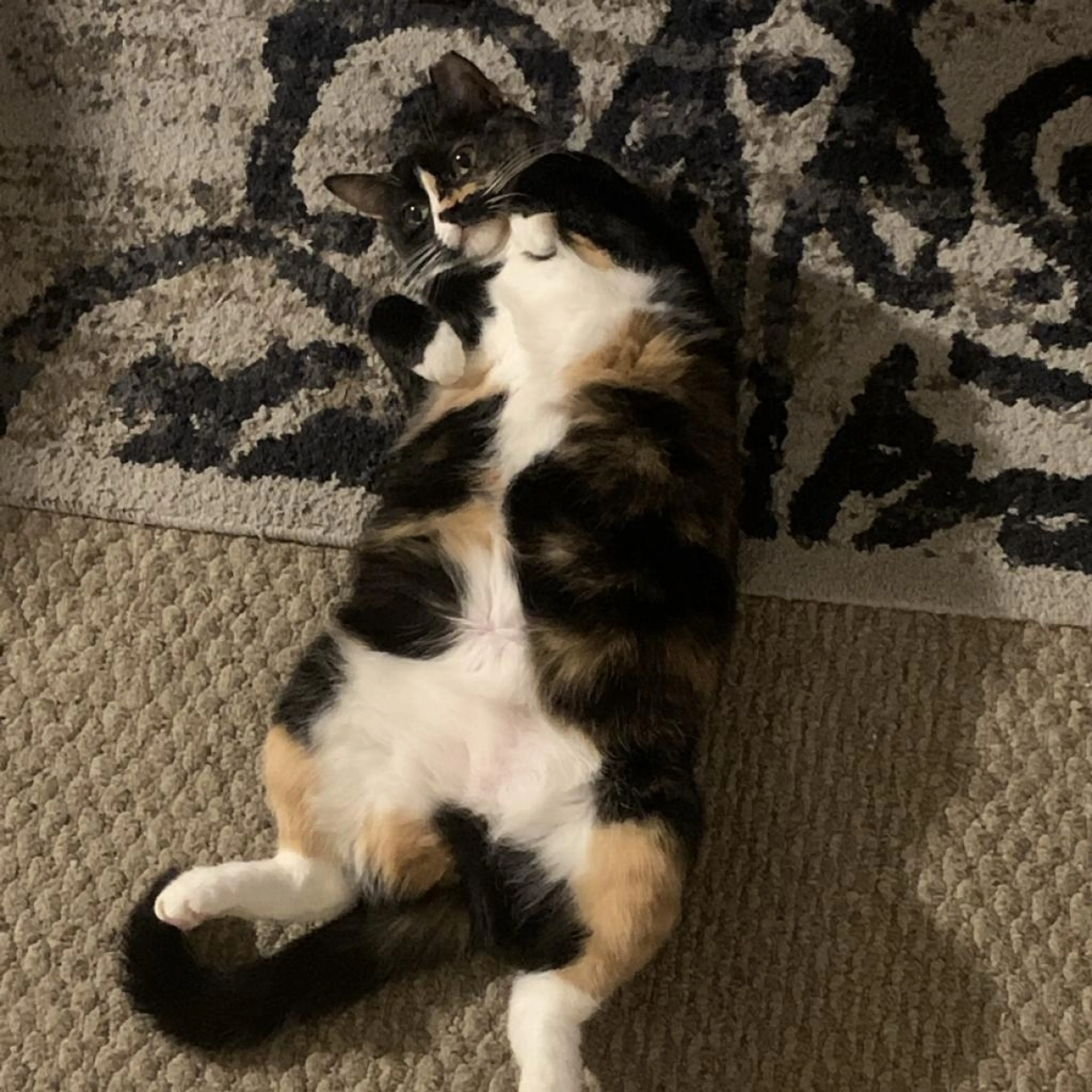 Found pet-1