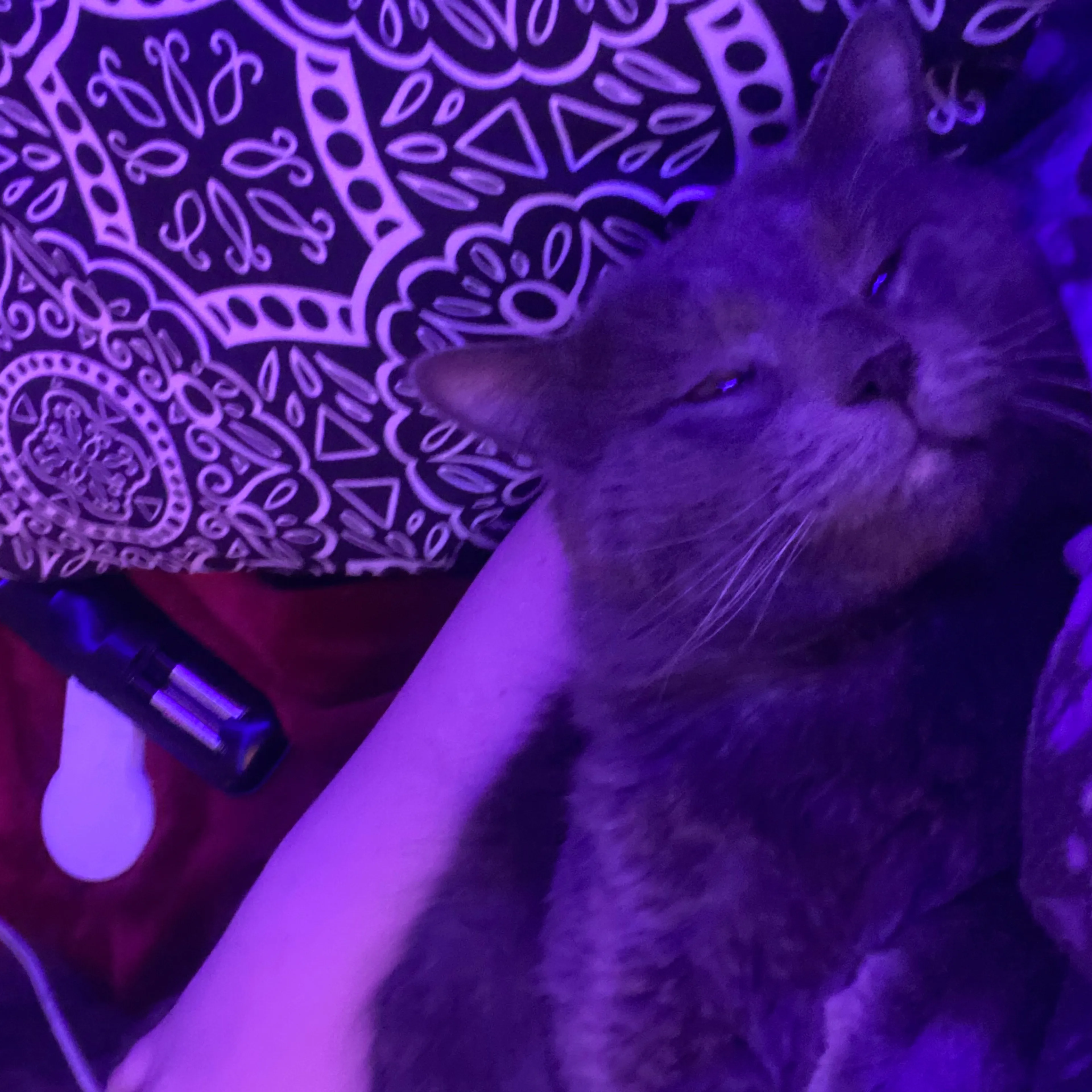Lost pet-2