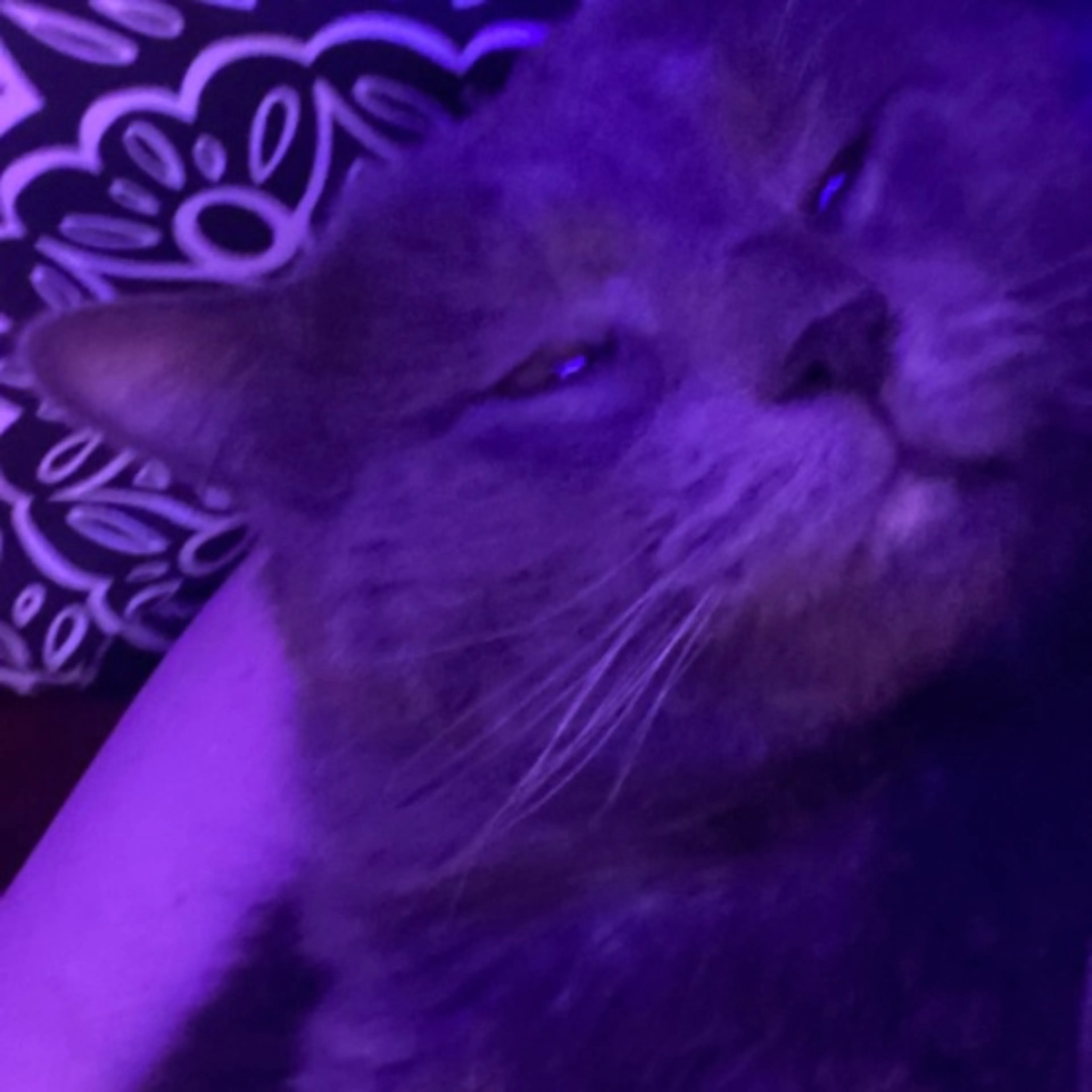 Lost pet-0