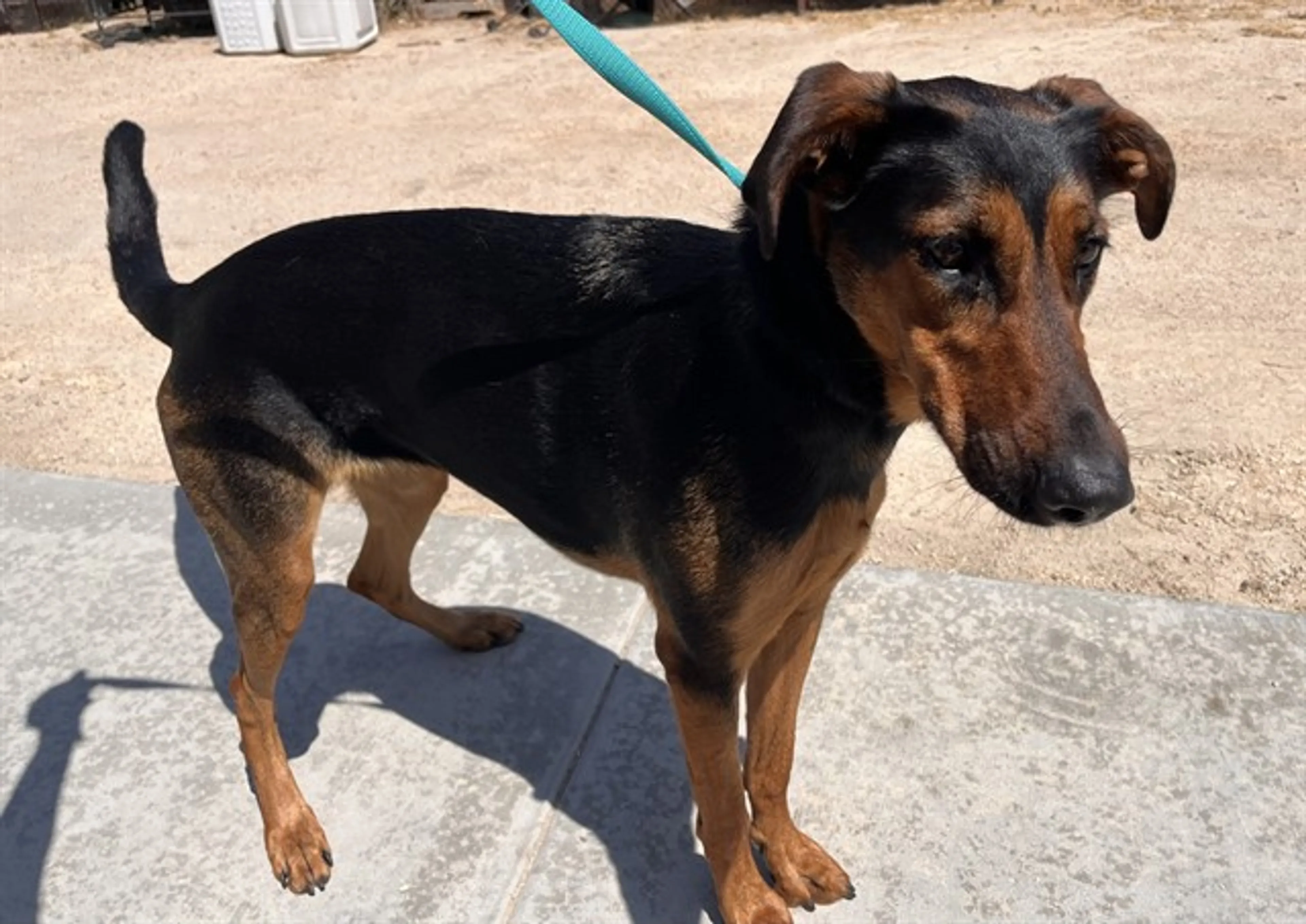 Found pet