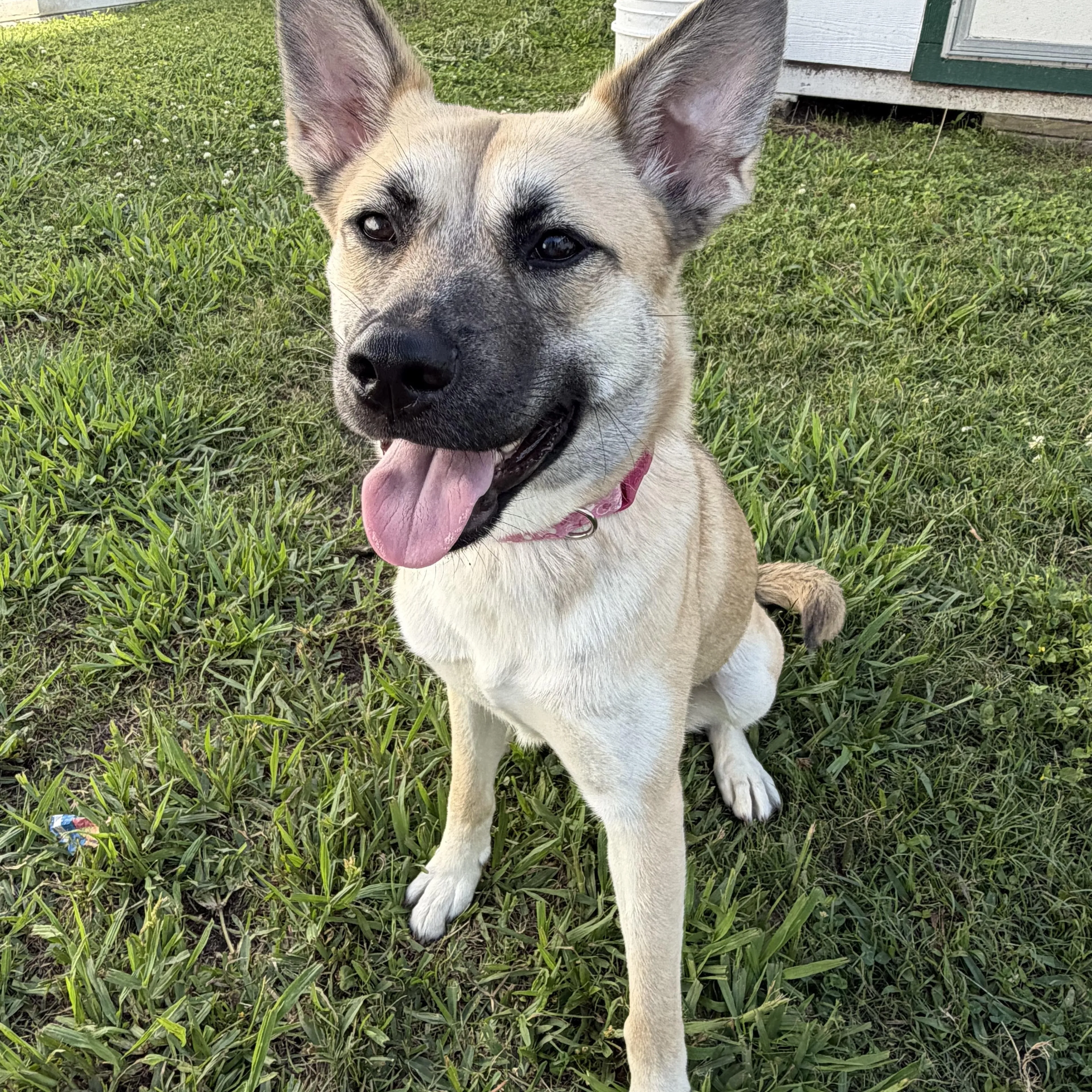 Found pet-2