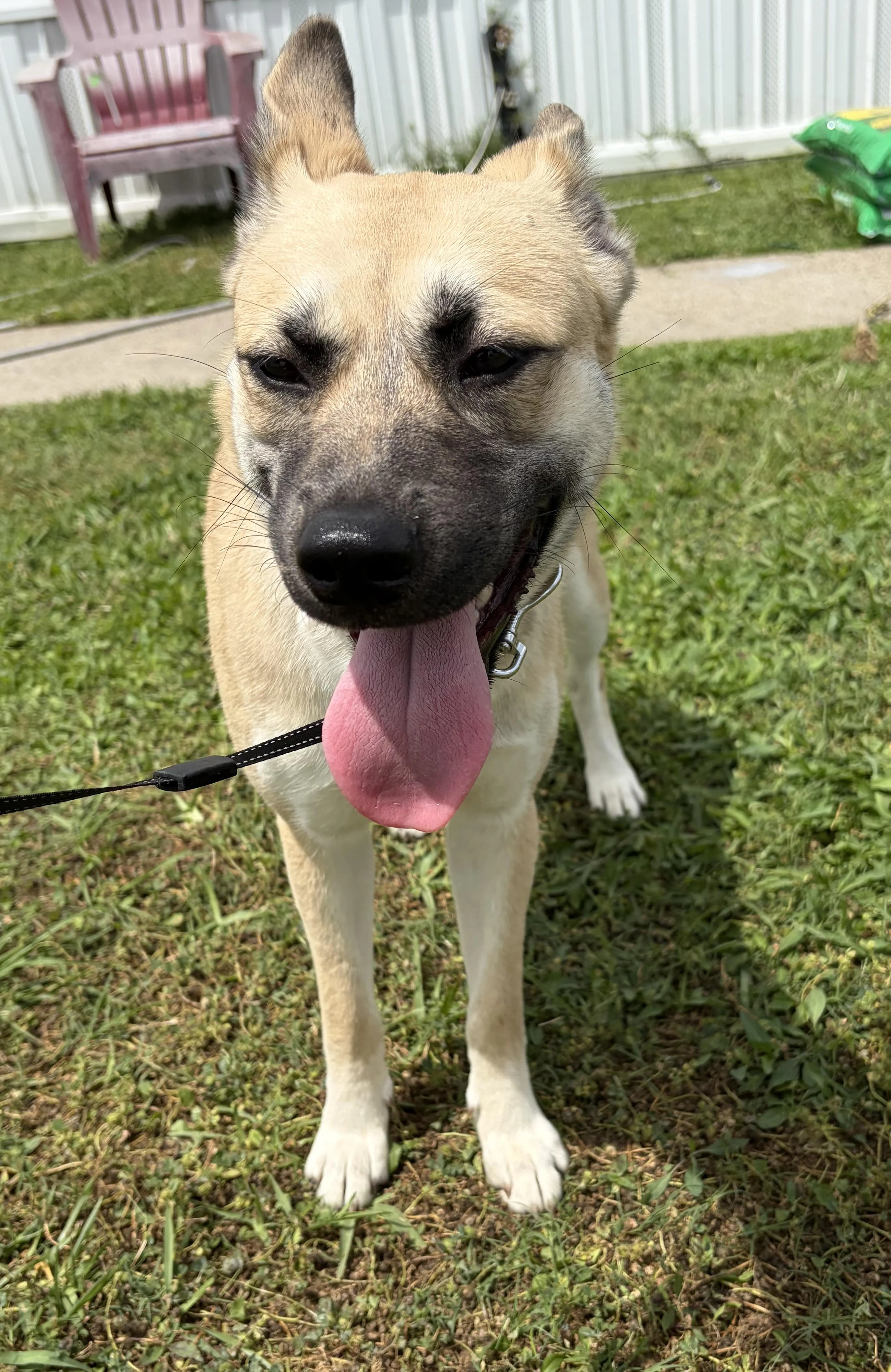 Found pet-4