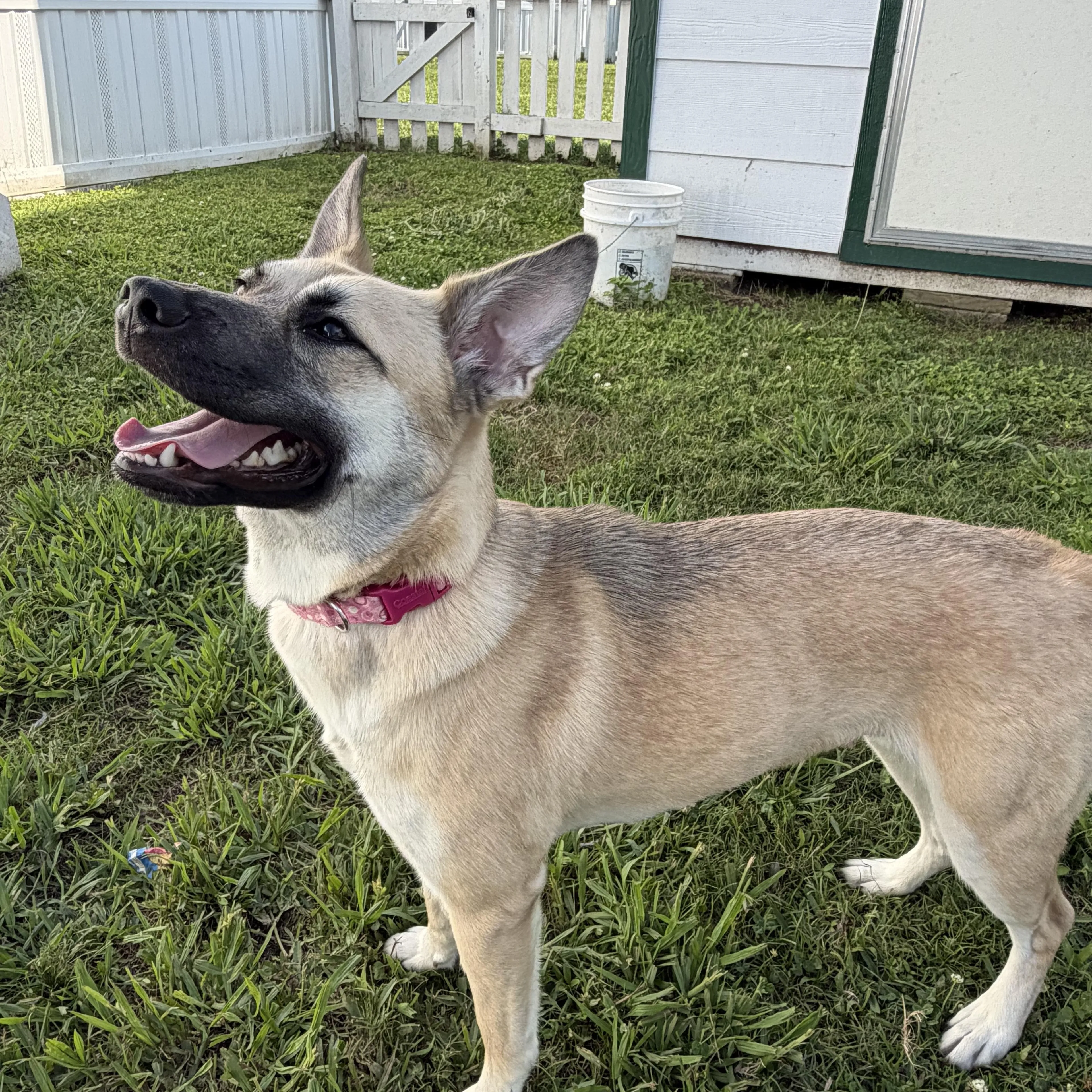 Found pet-1