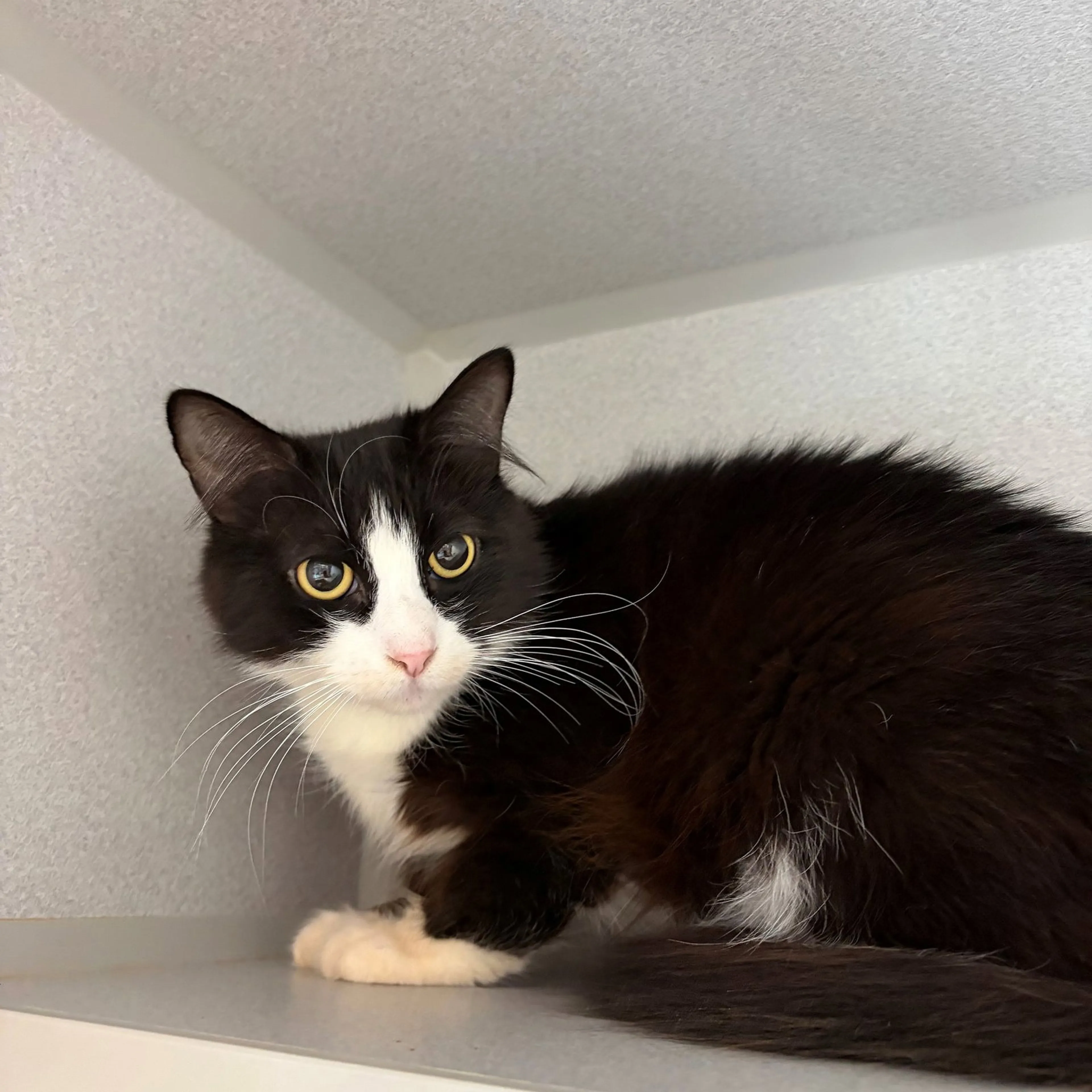 Found pet