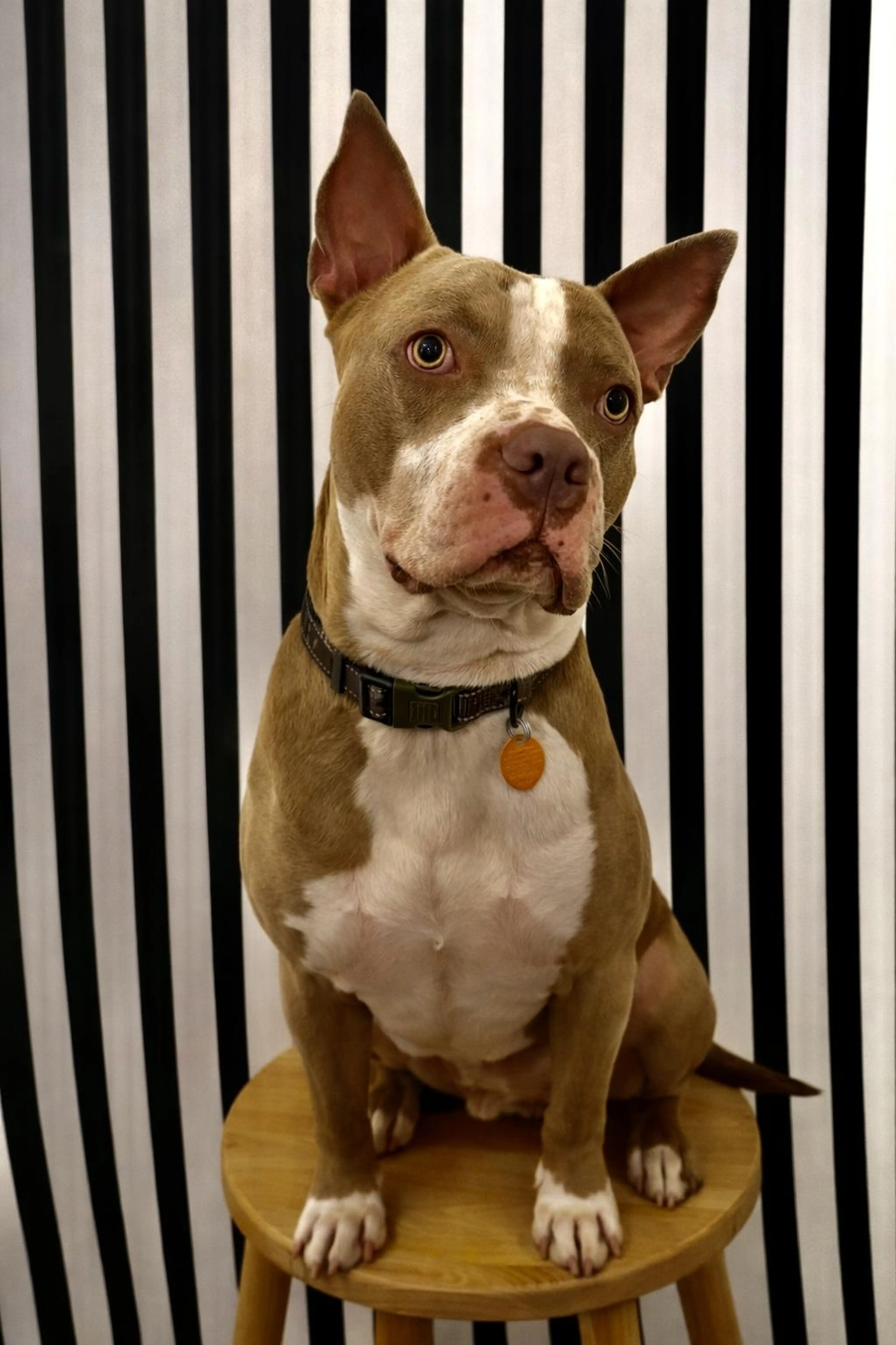 Found pet-1