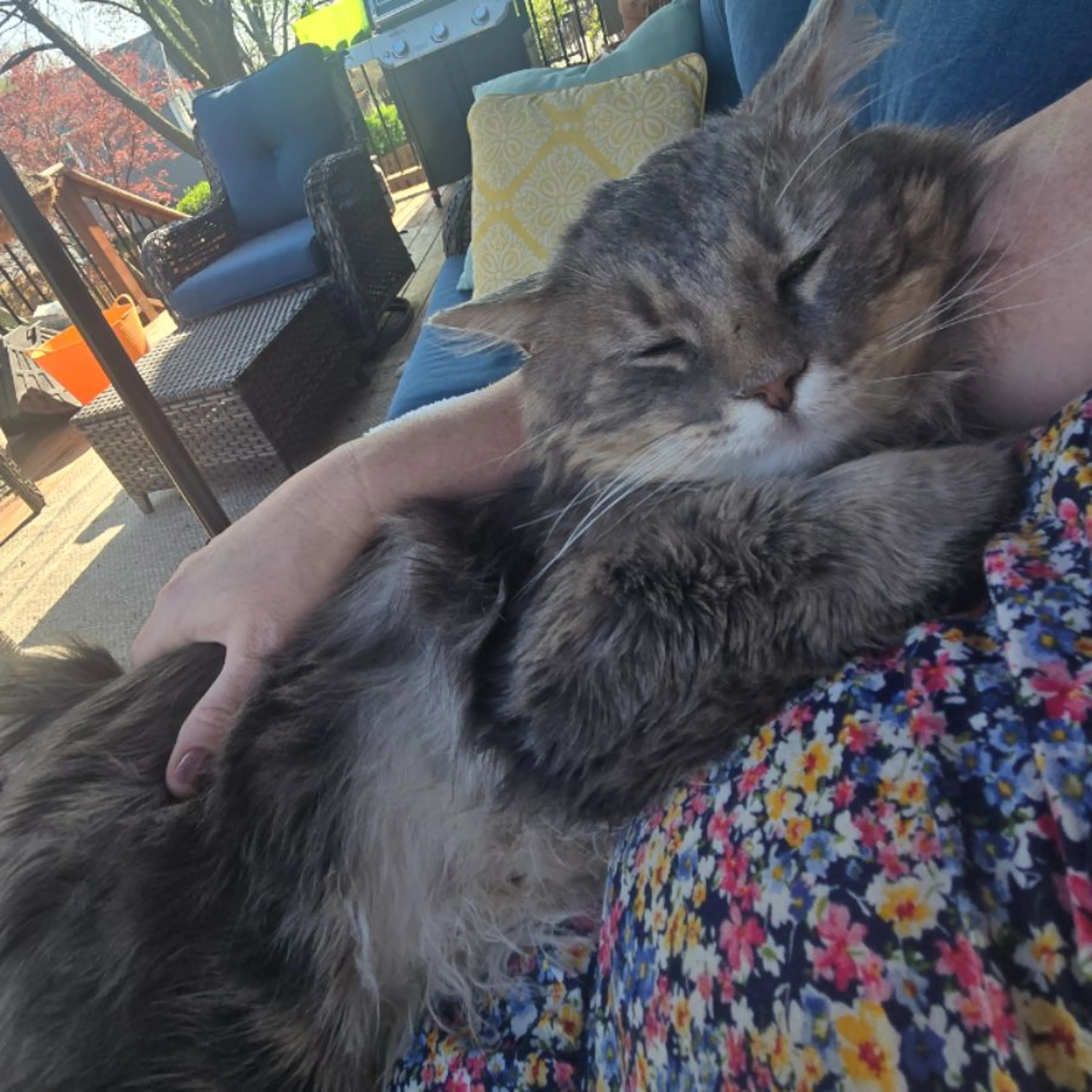 Lost pet