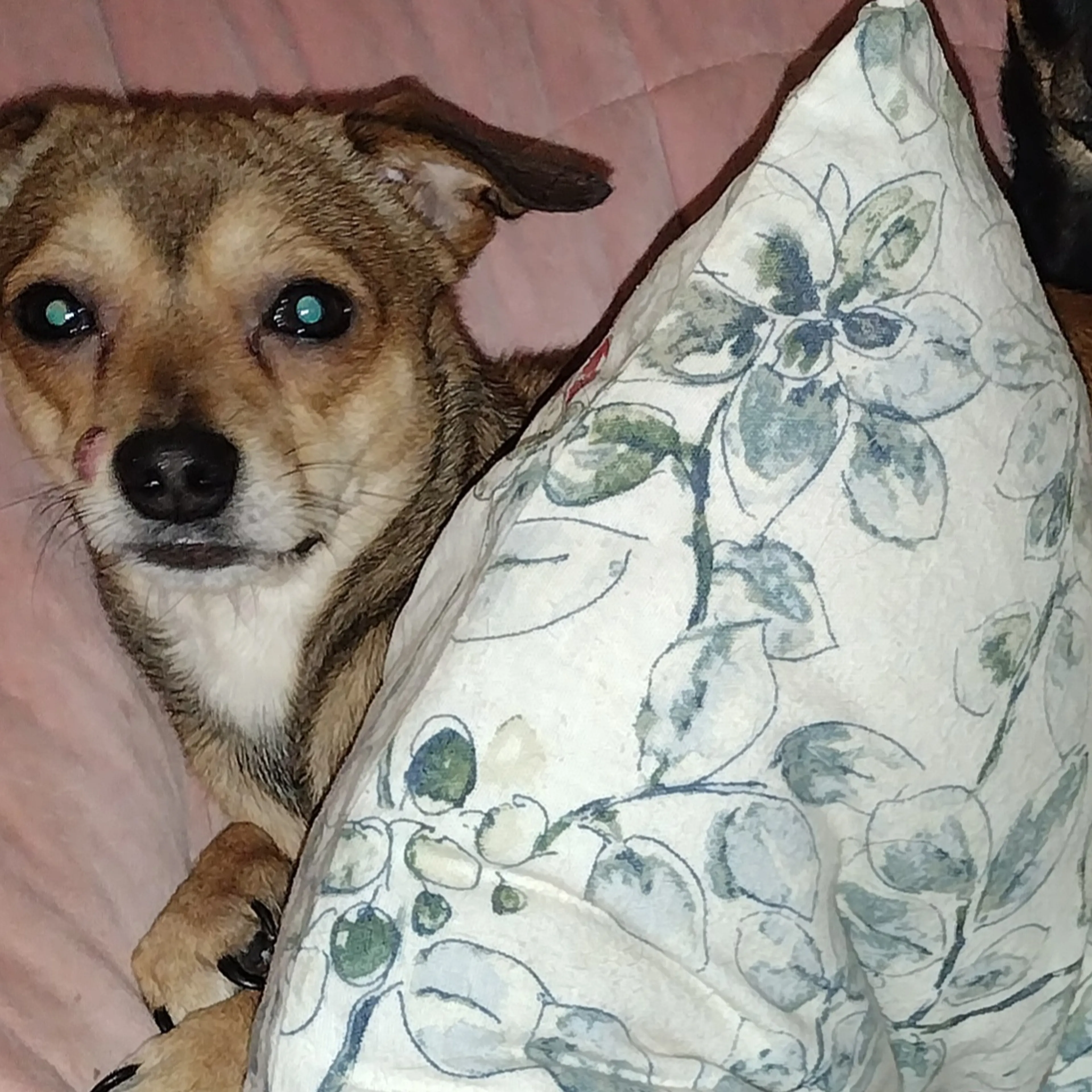 Lost pet-1