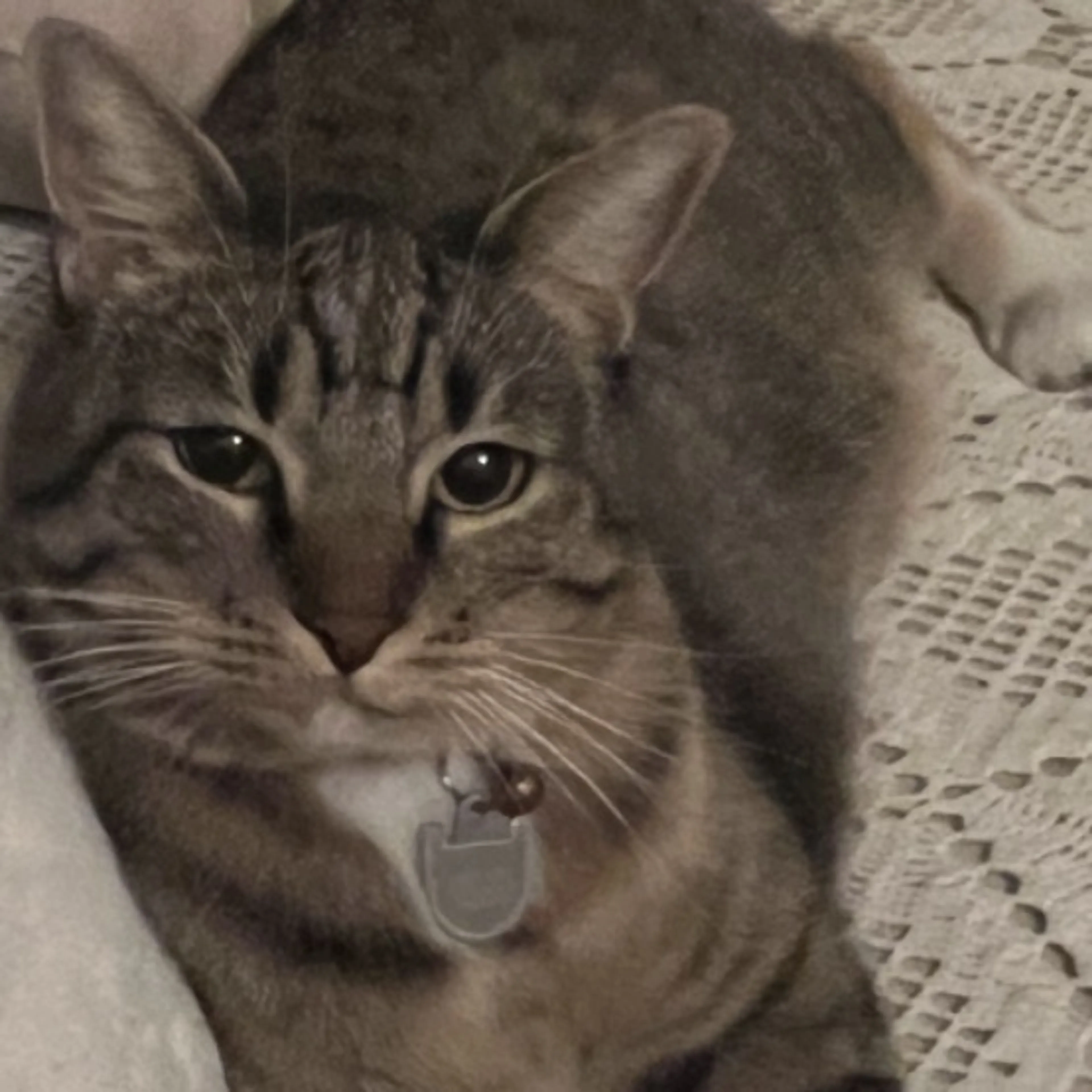 Lost pet