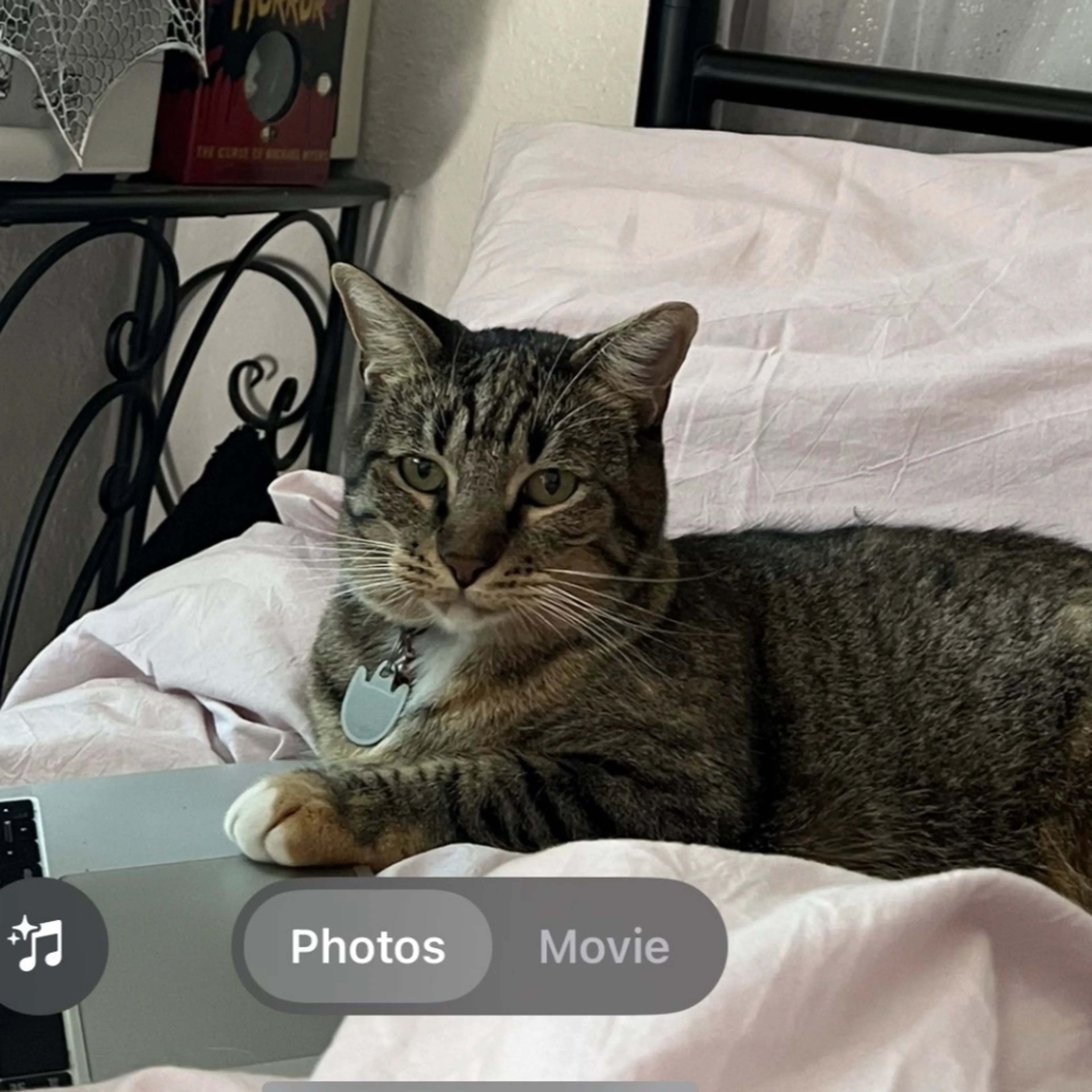 Lost pet-1