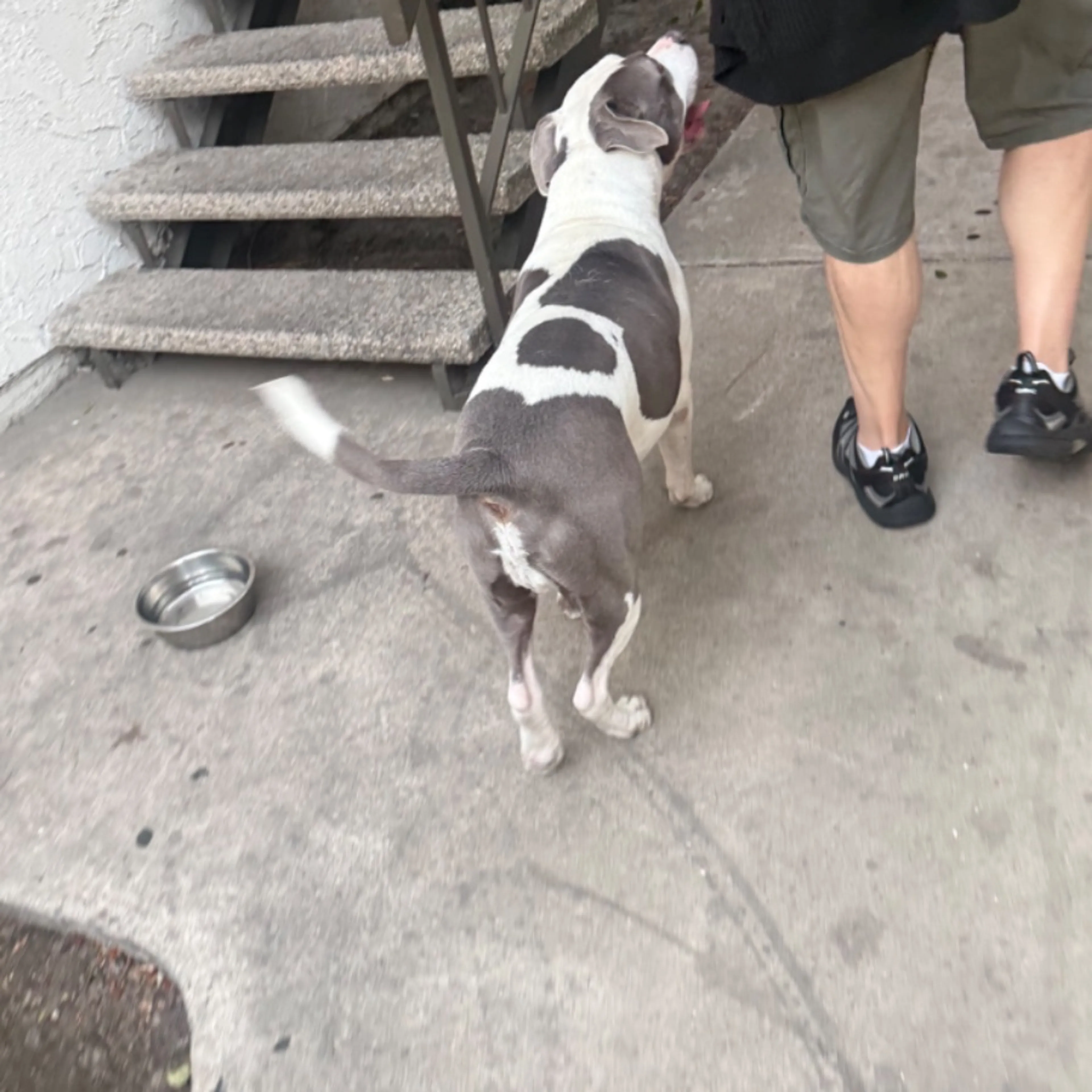 Found pet