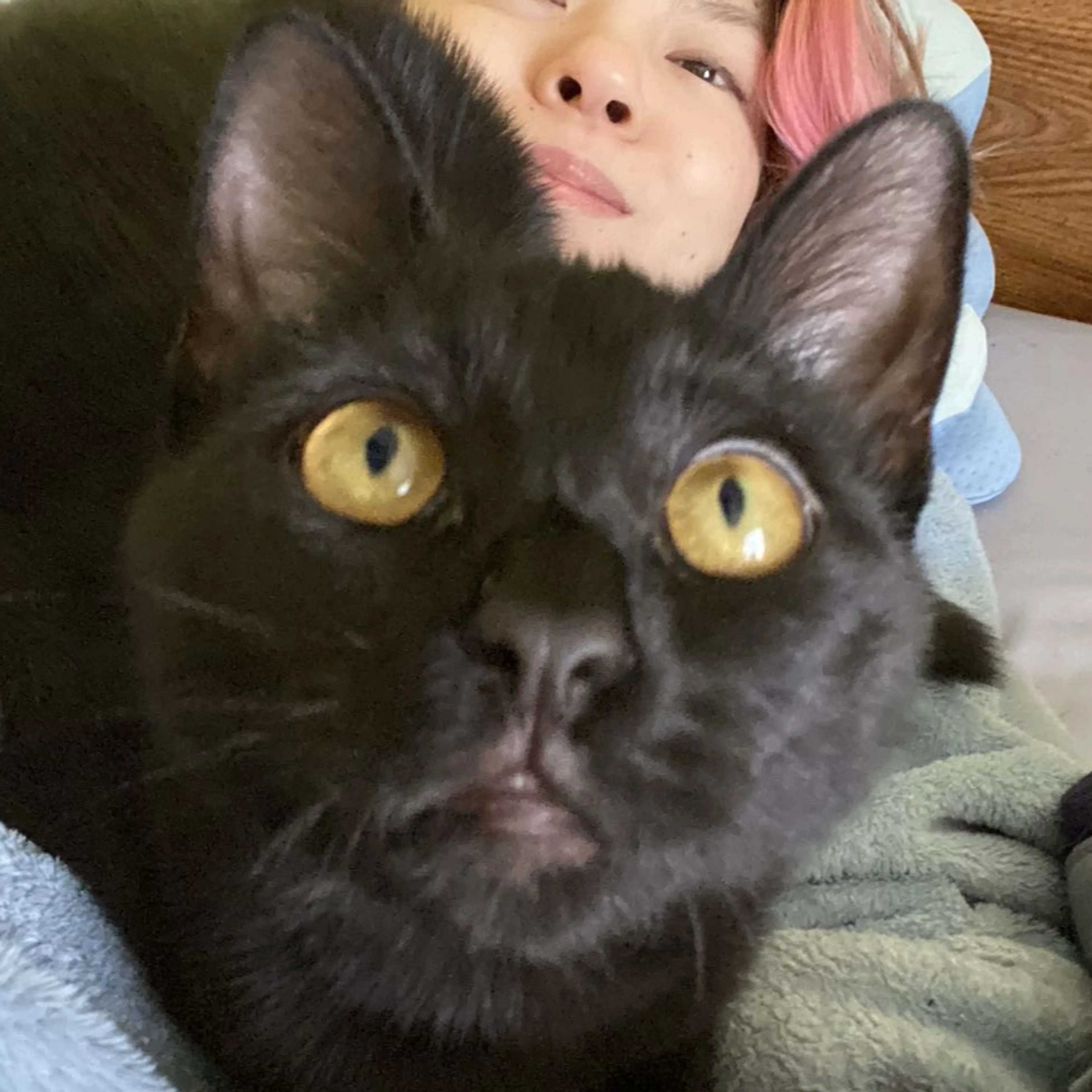 Lost pet-2