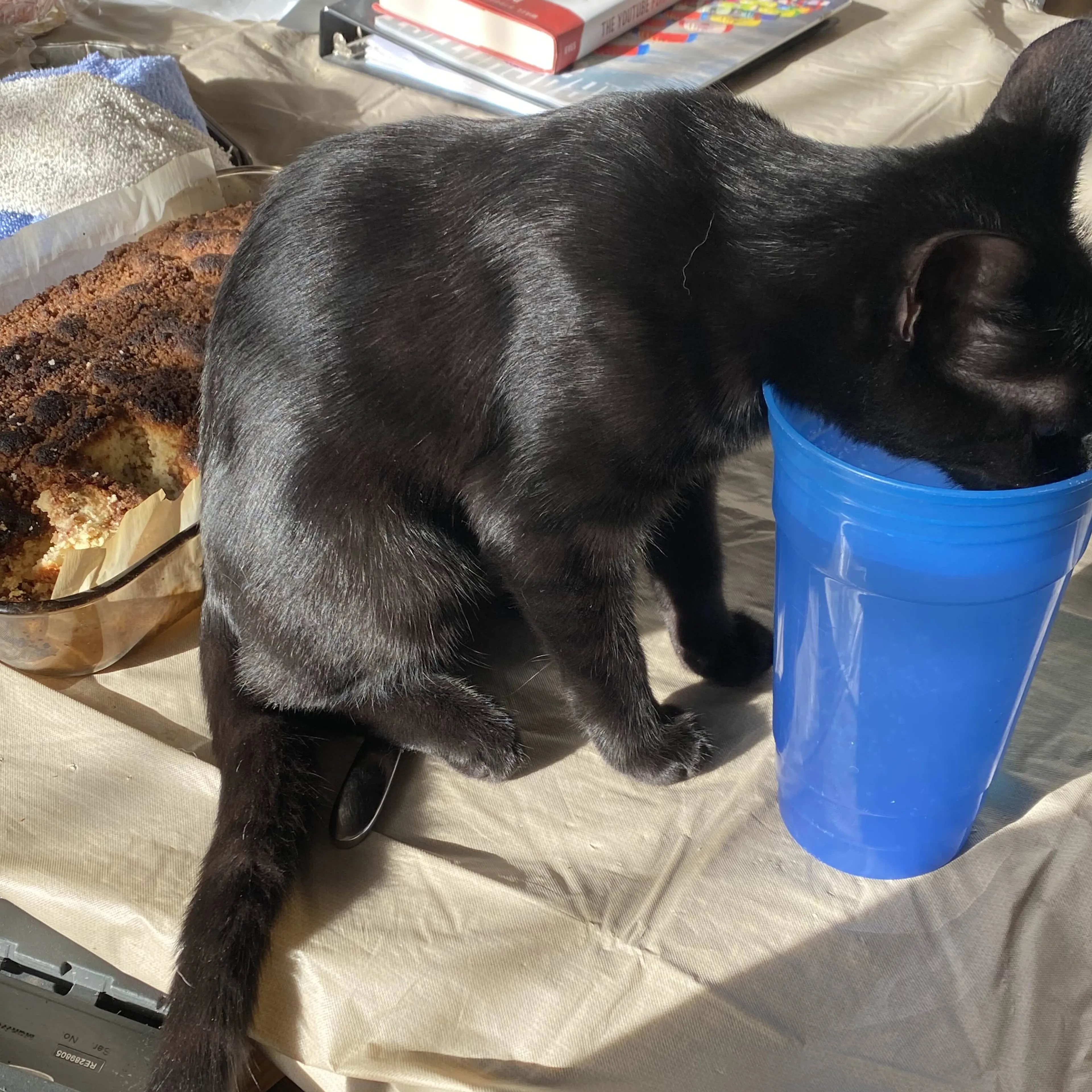 Lost pet-1