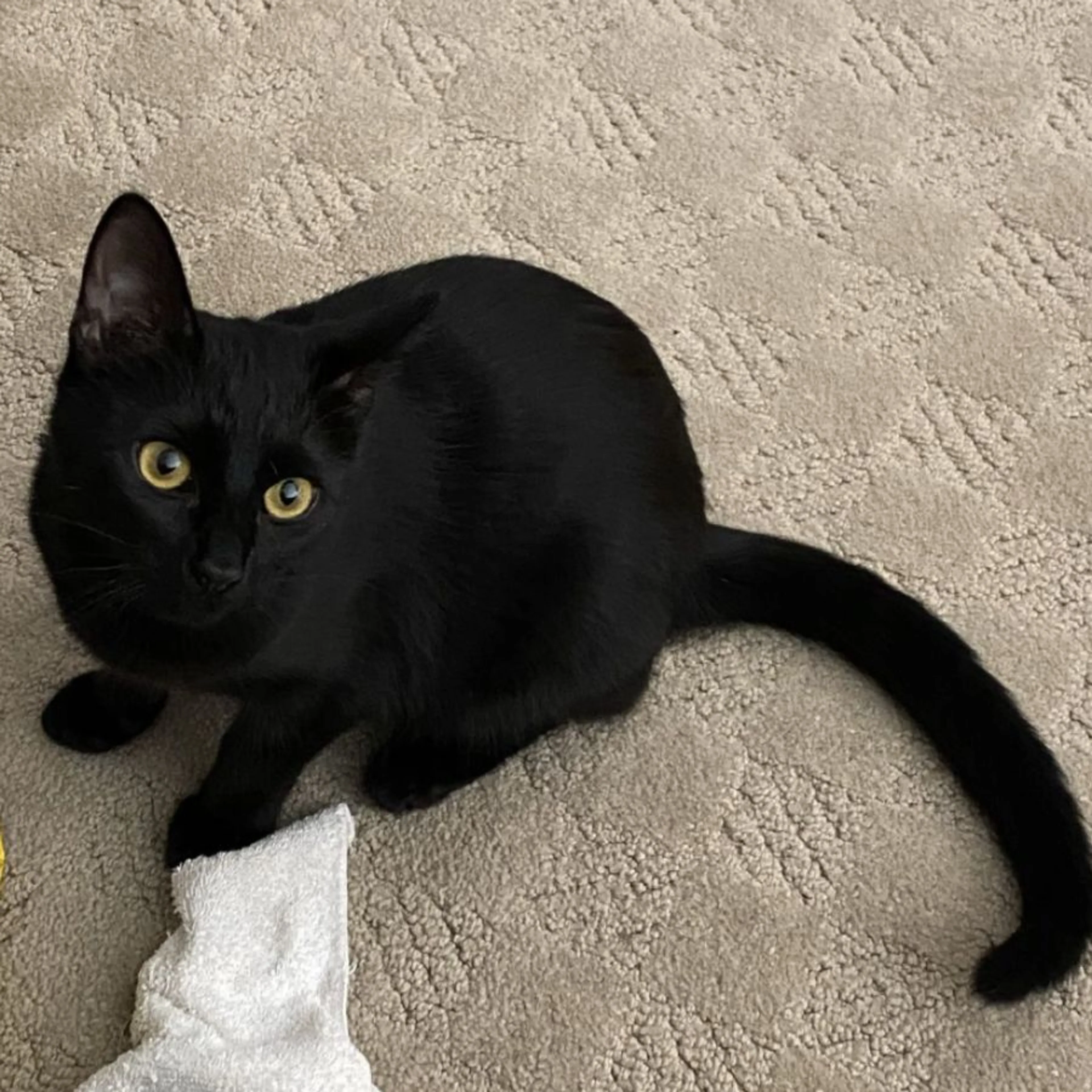Lost pet-0