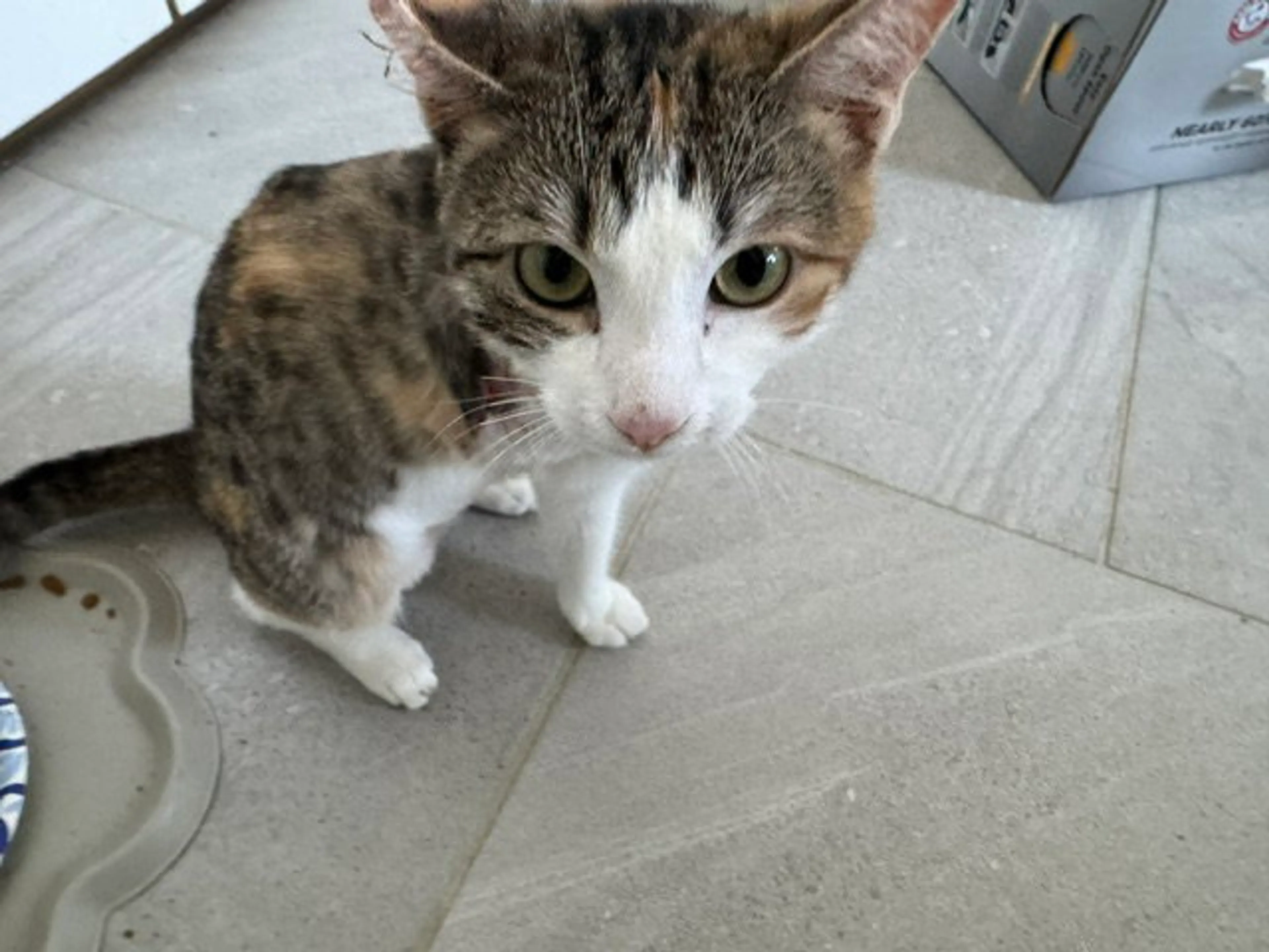 Found pet-0