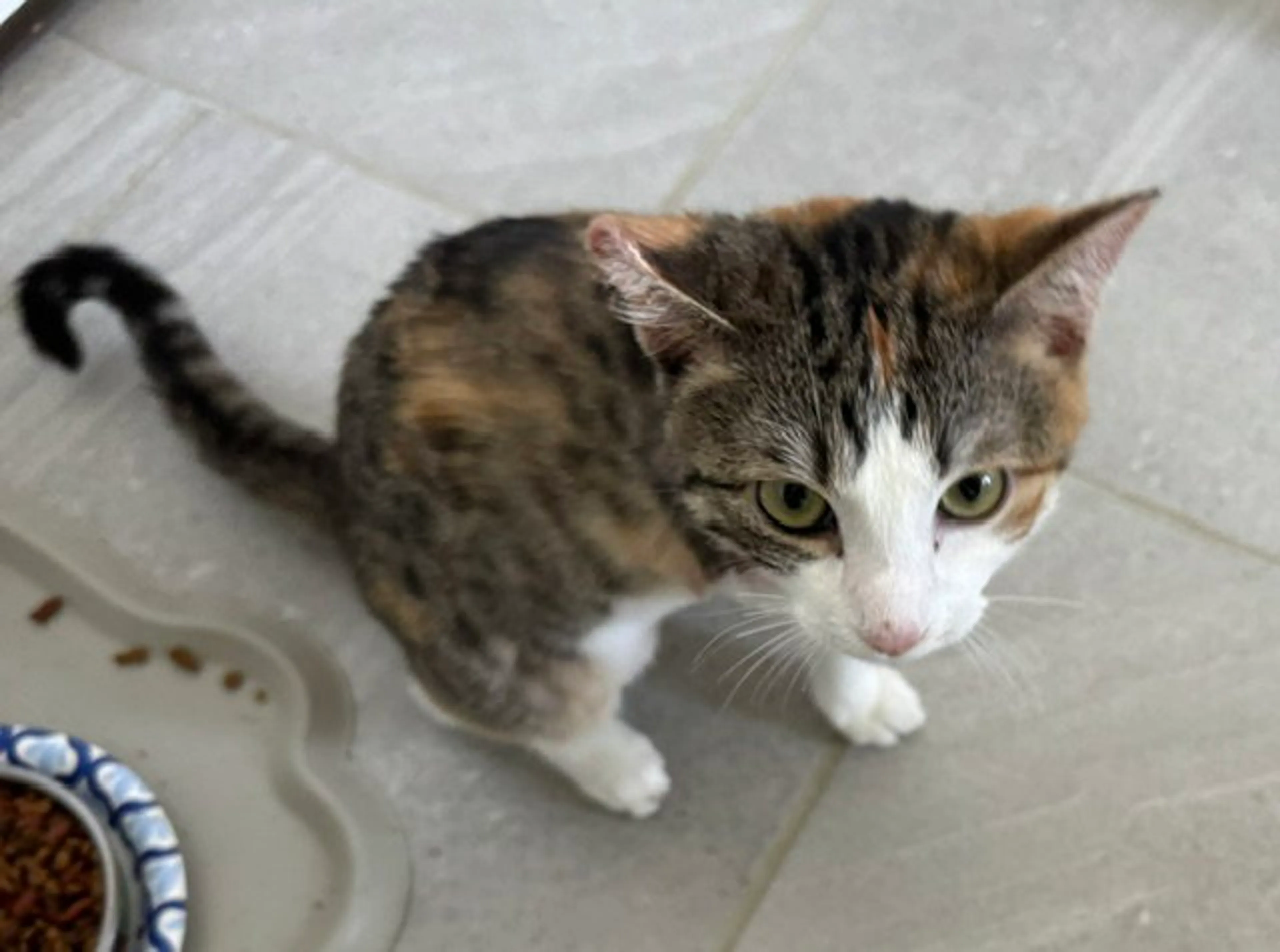 Found pet-1