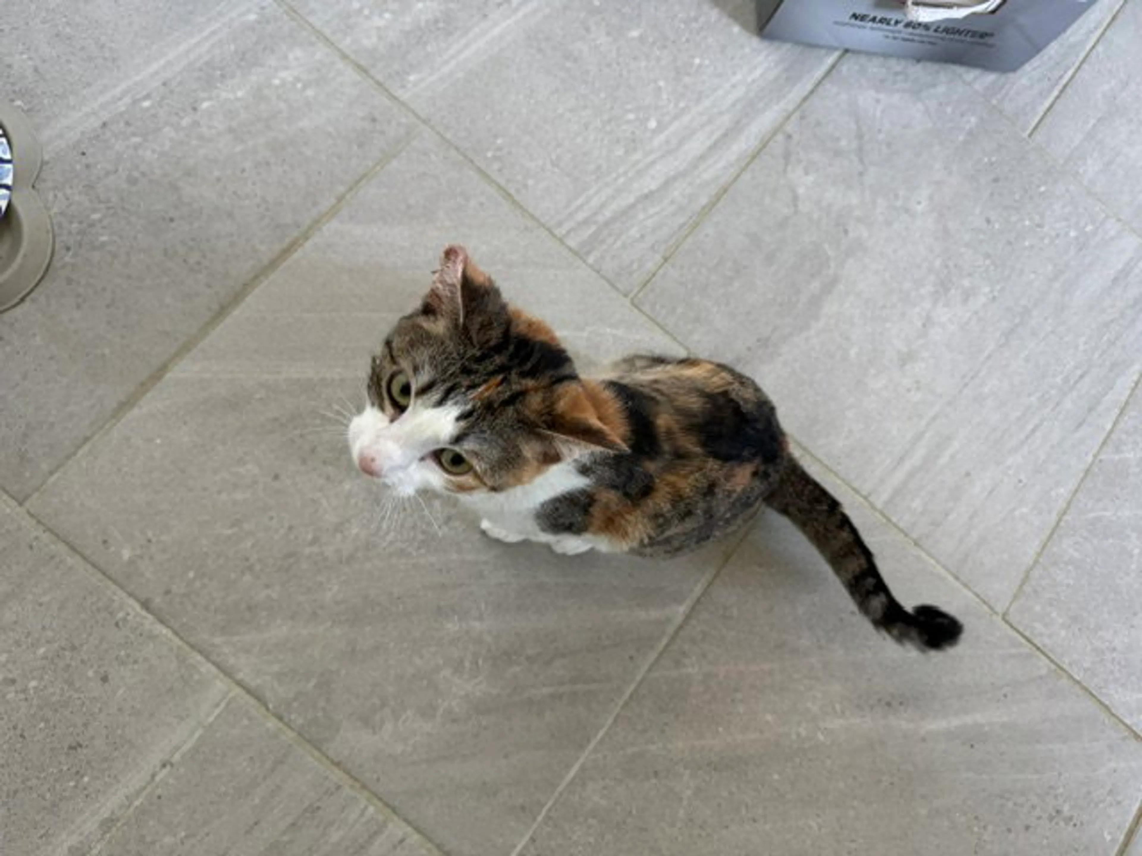 Found pet-2
