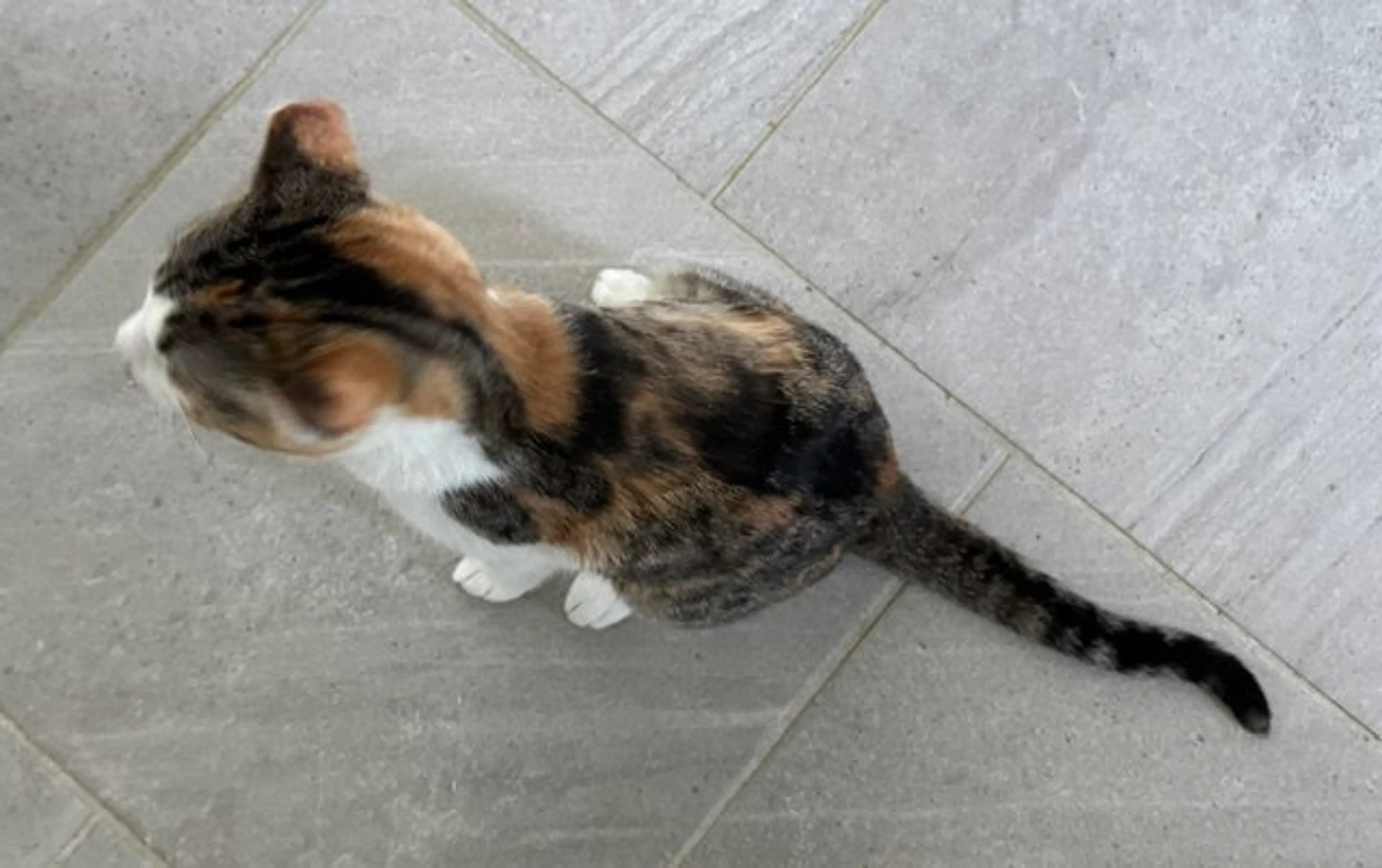 Found pet-3