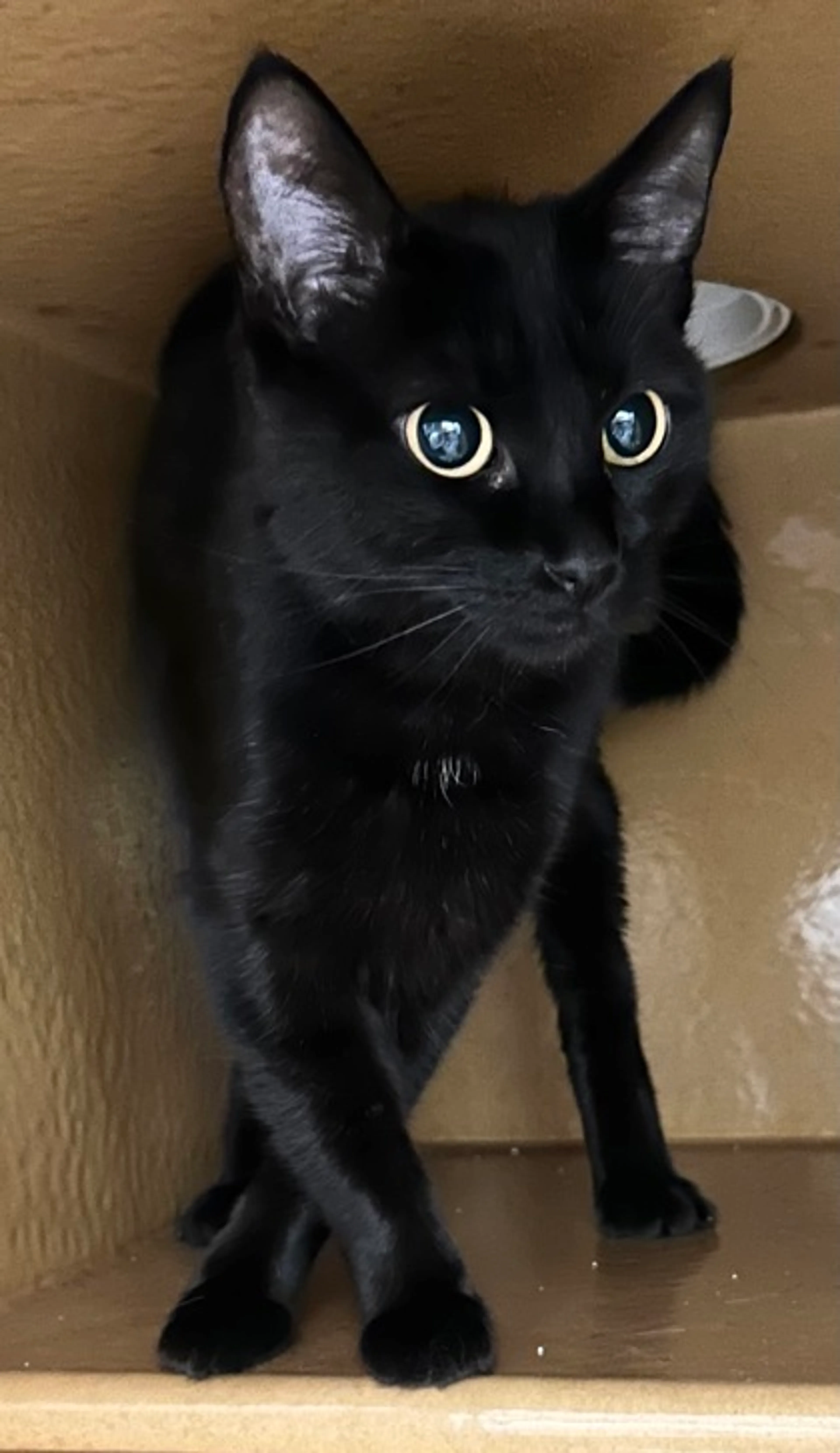 Found pet