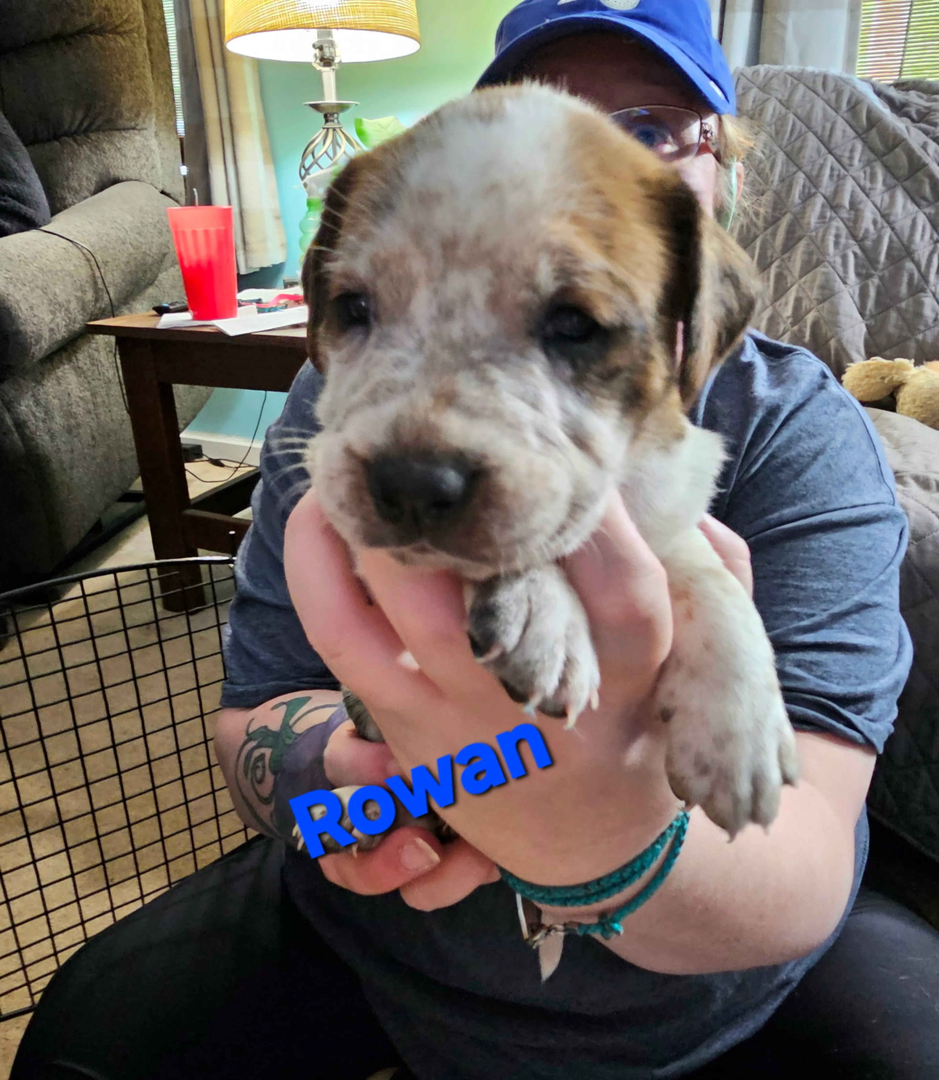 Found pet-6