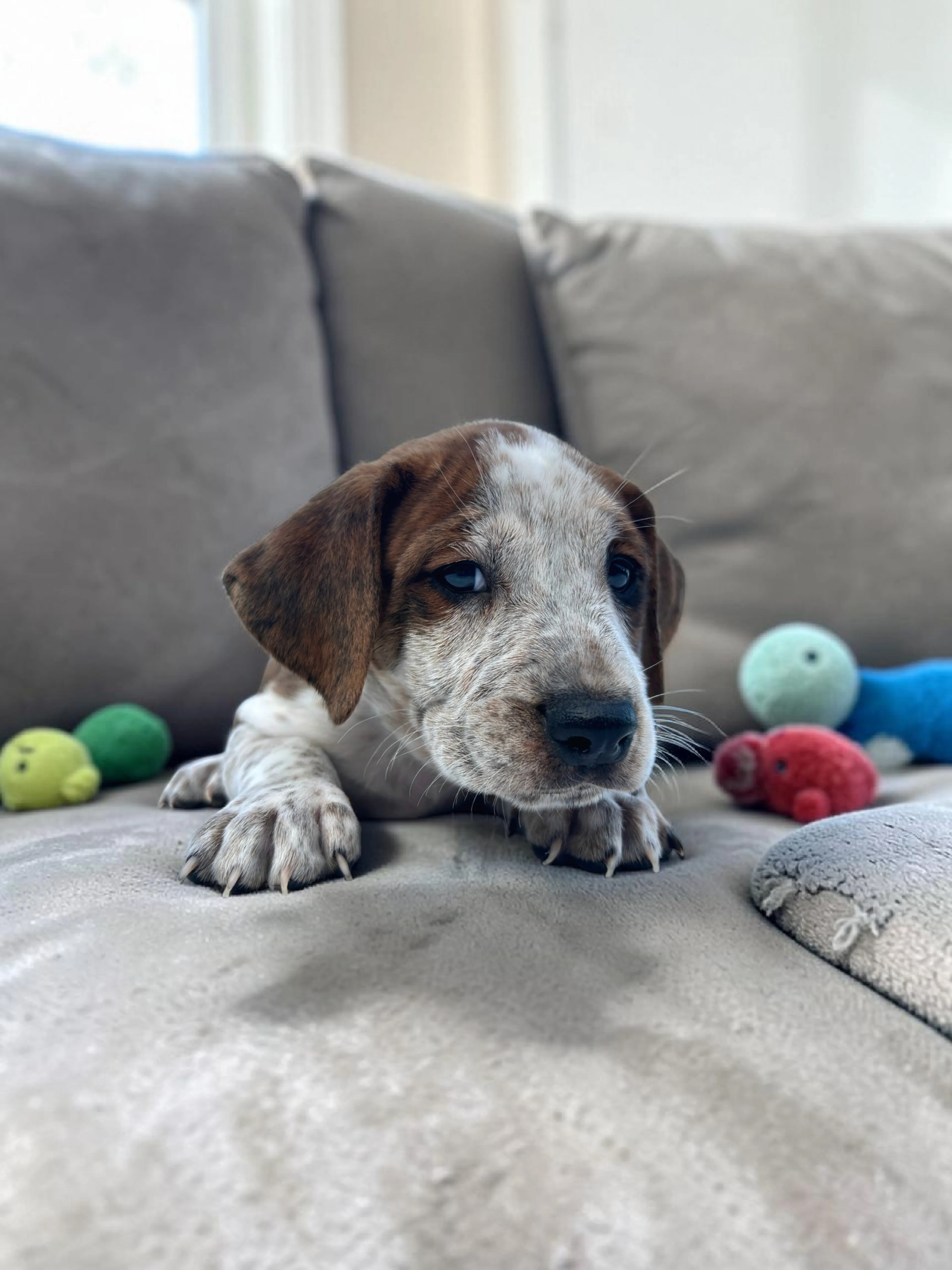 Found pet-3