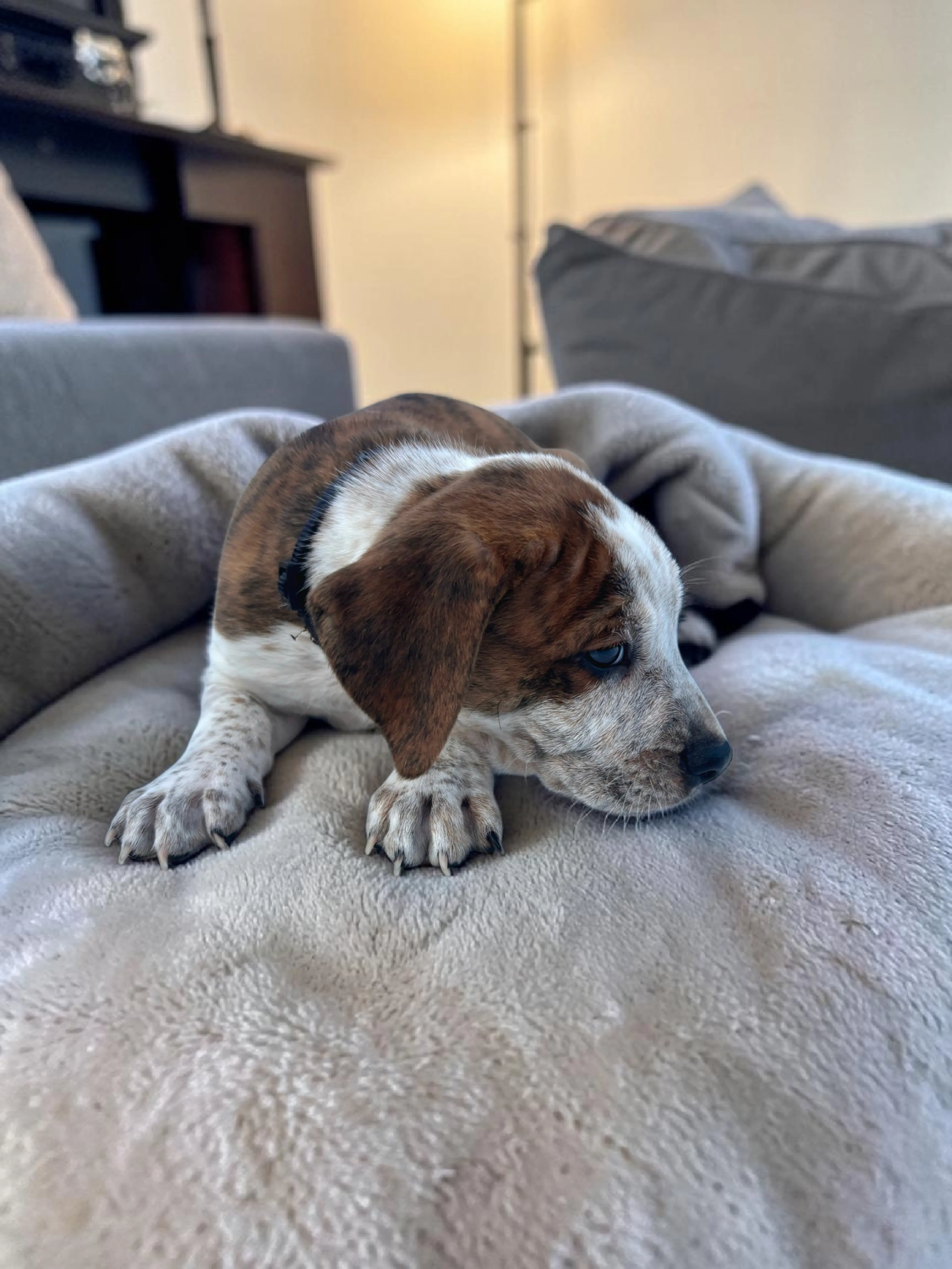 Found pet-4