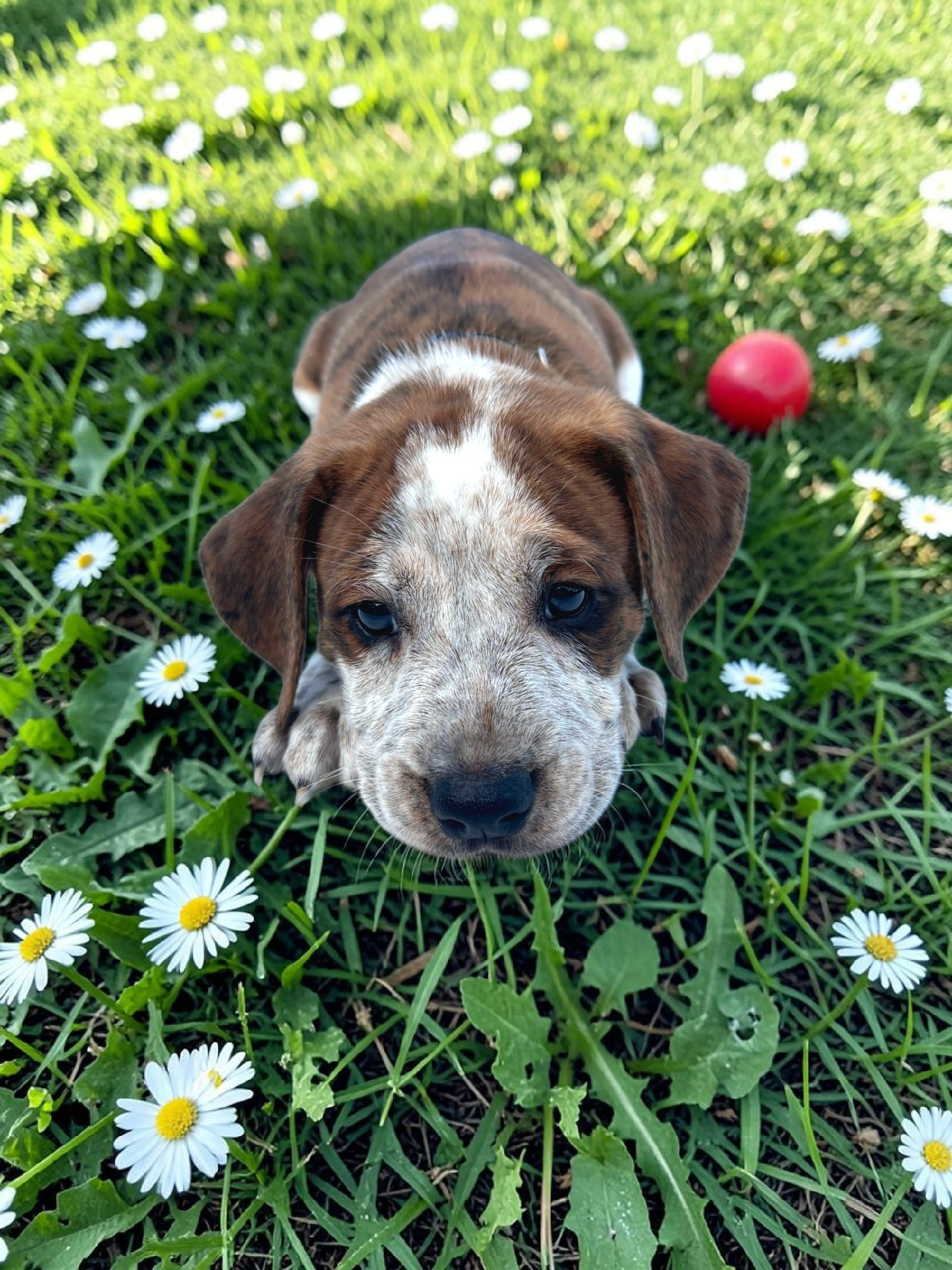Found pet-1