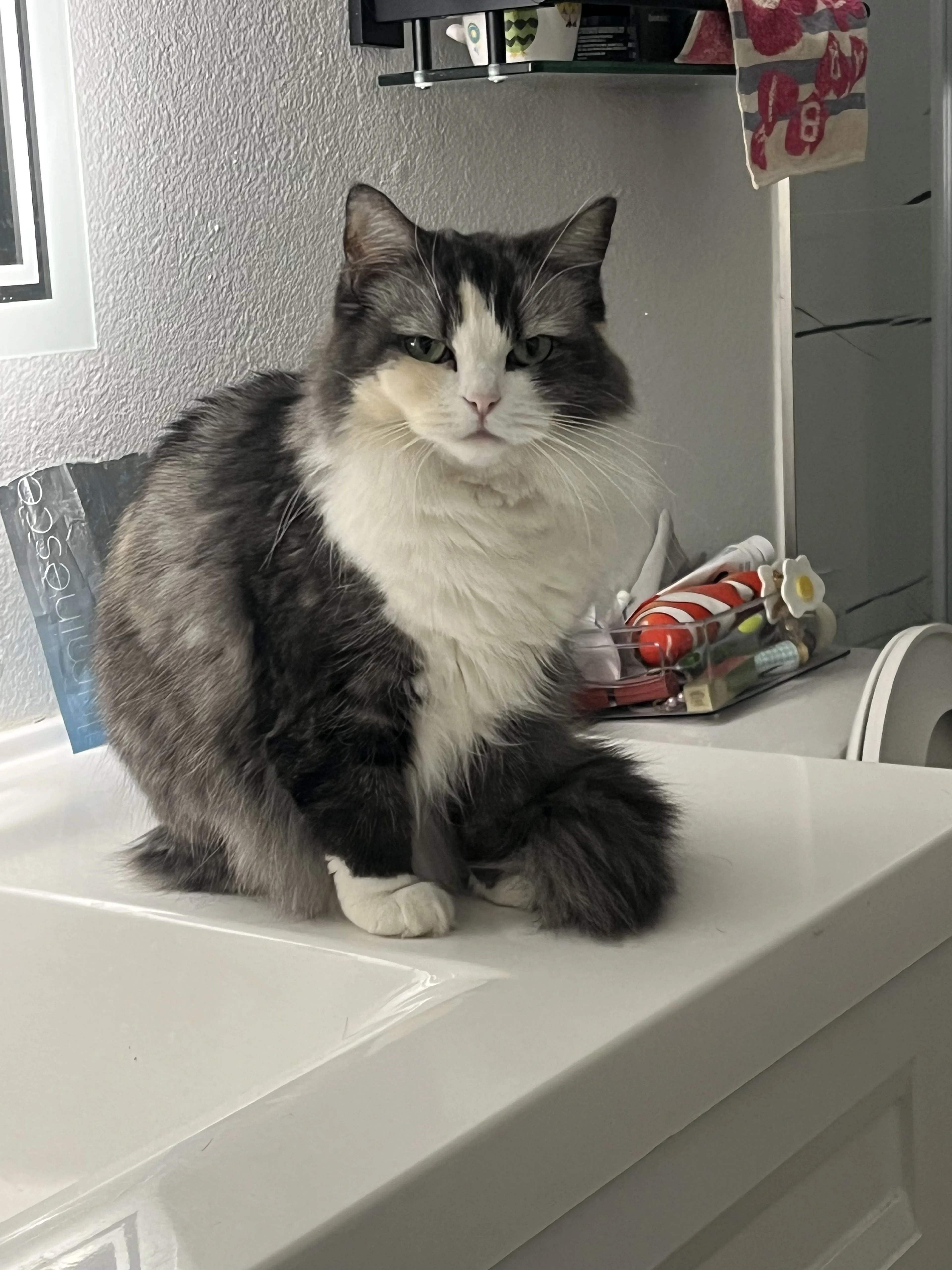 Lost pet-0