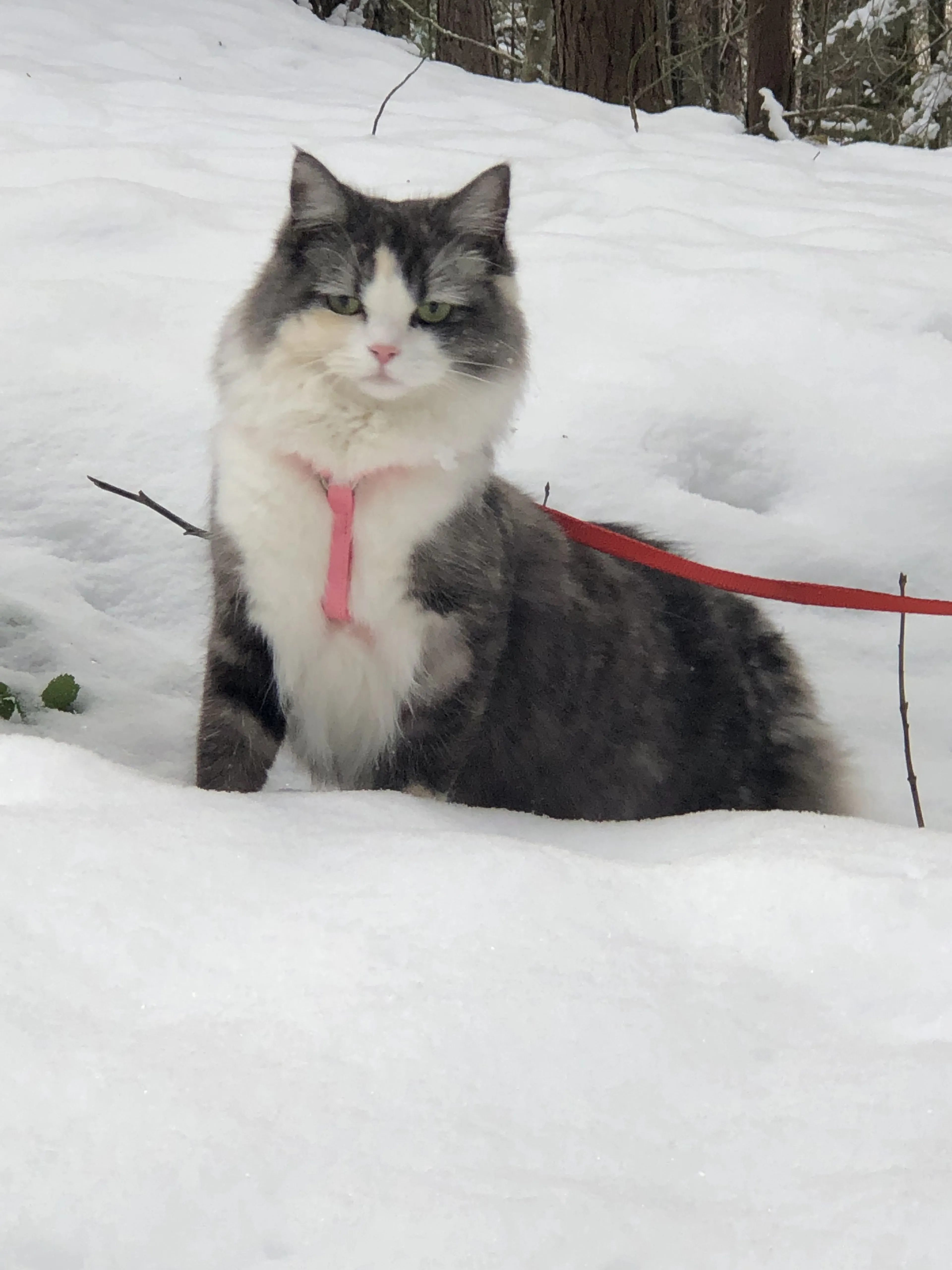Lost pet-1