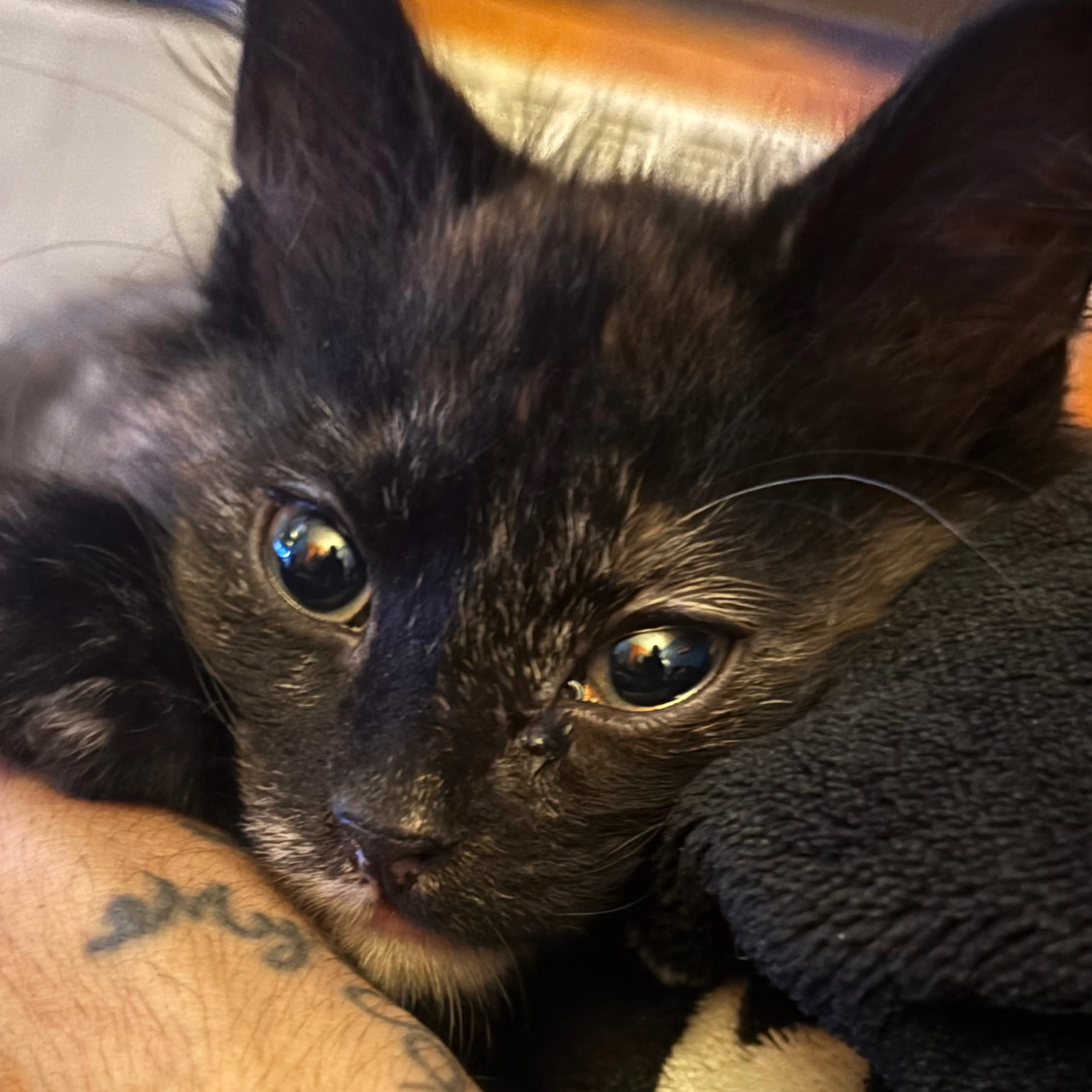 Lost pet-2