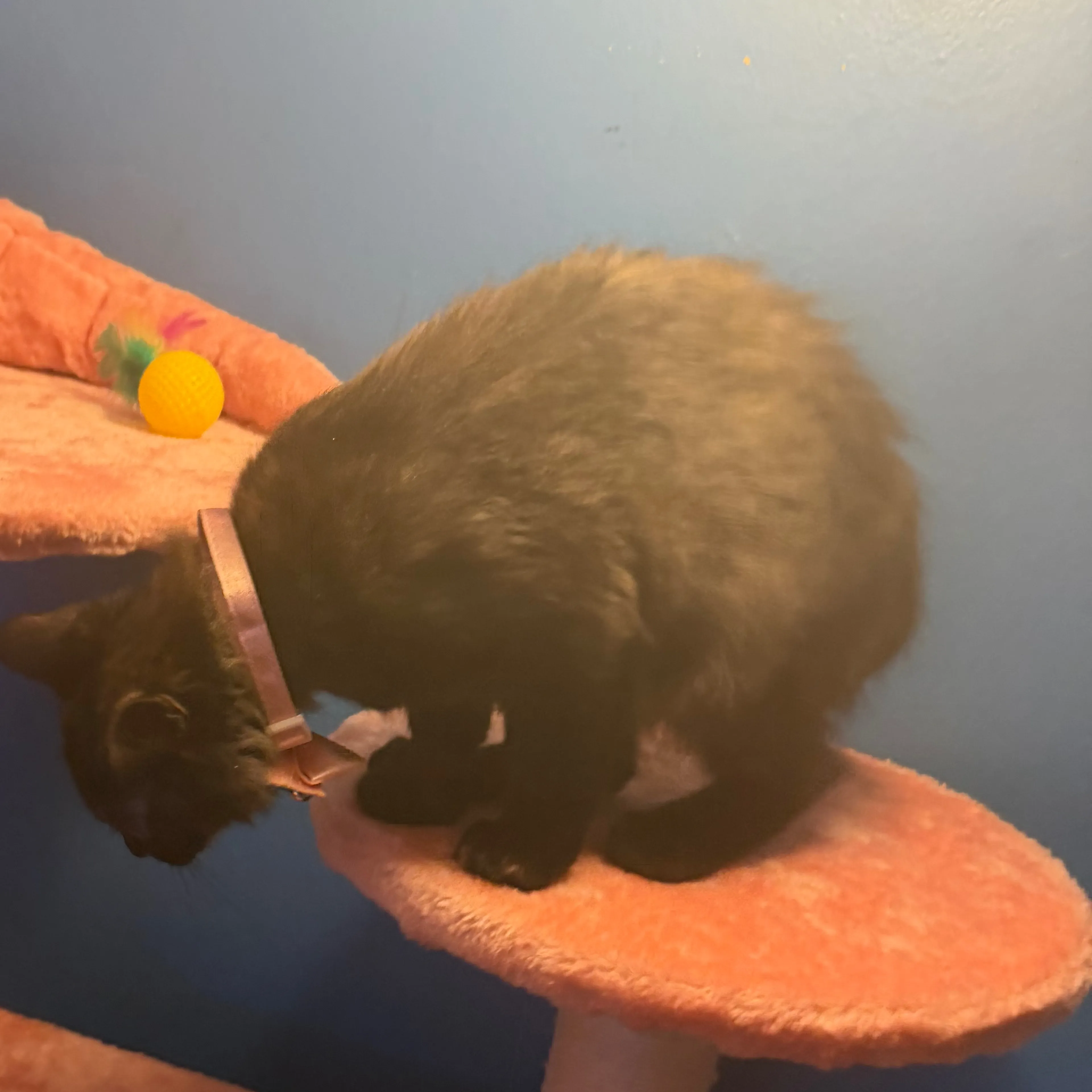 Lost pet-3