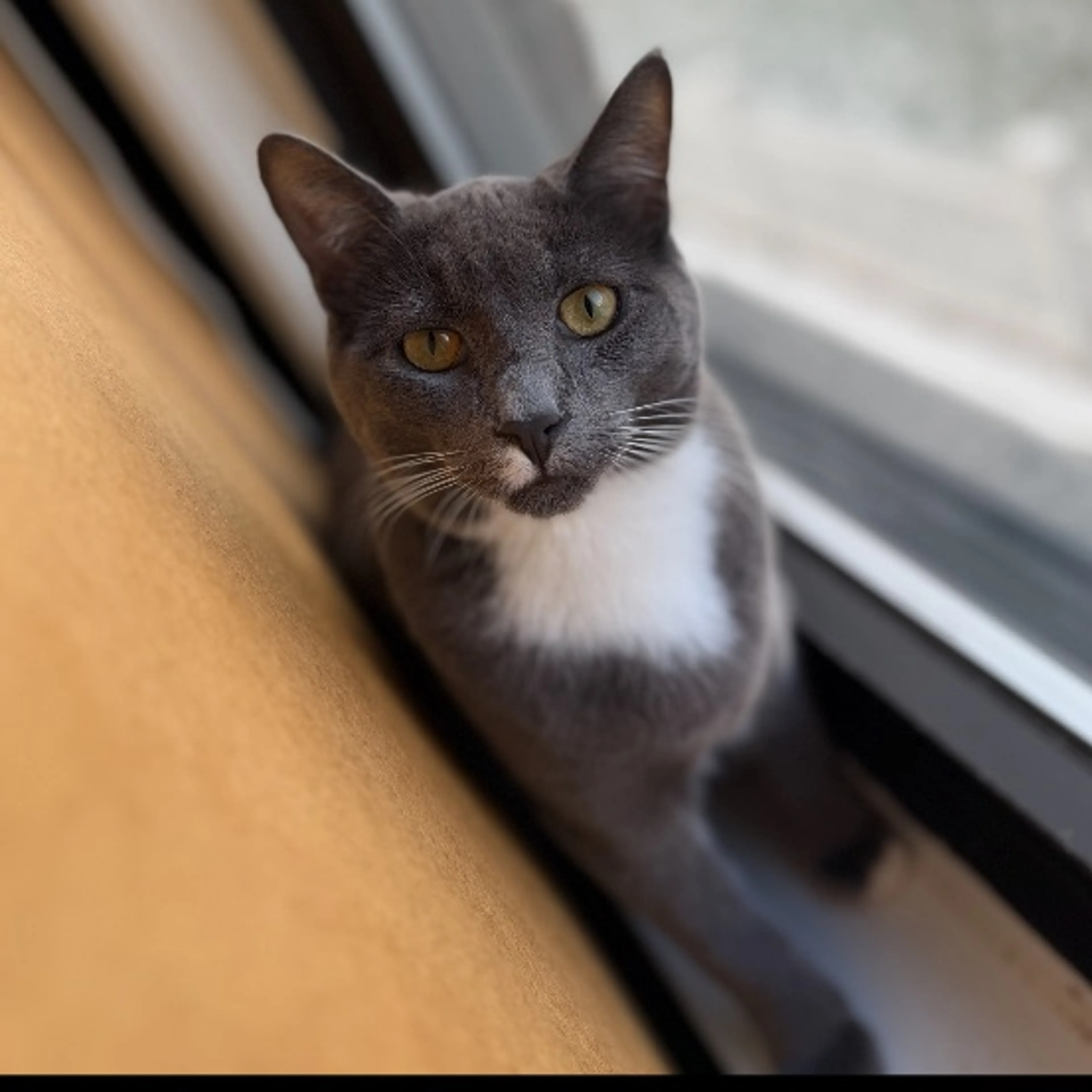 Lost pet