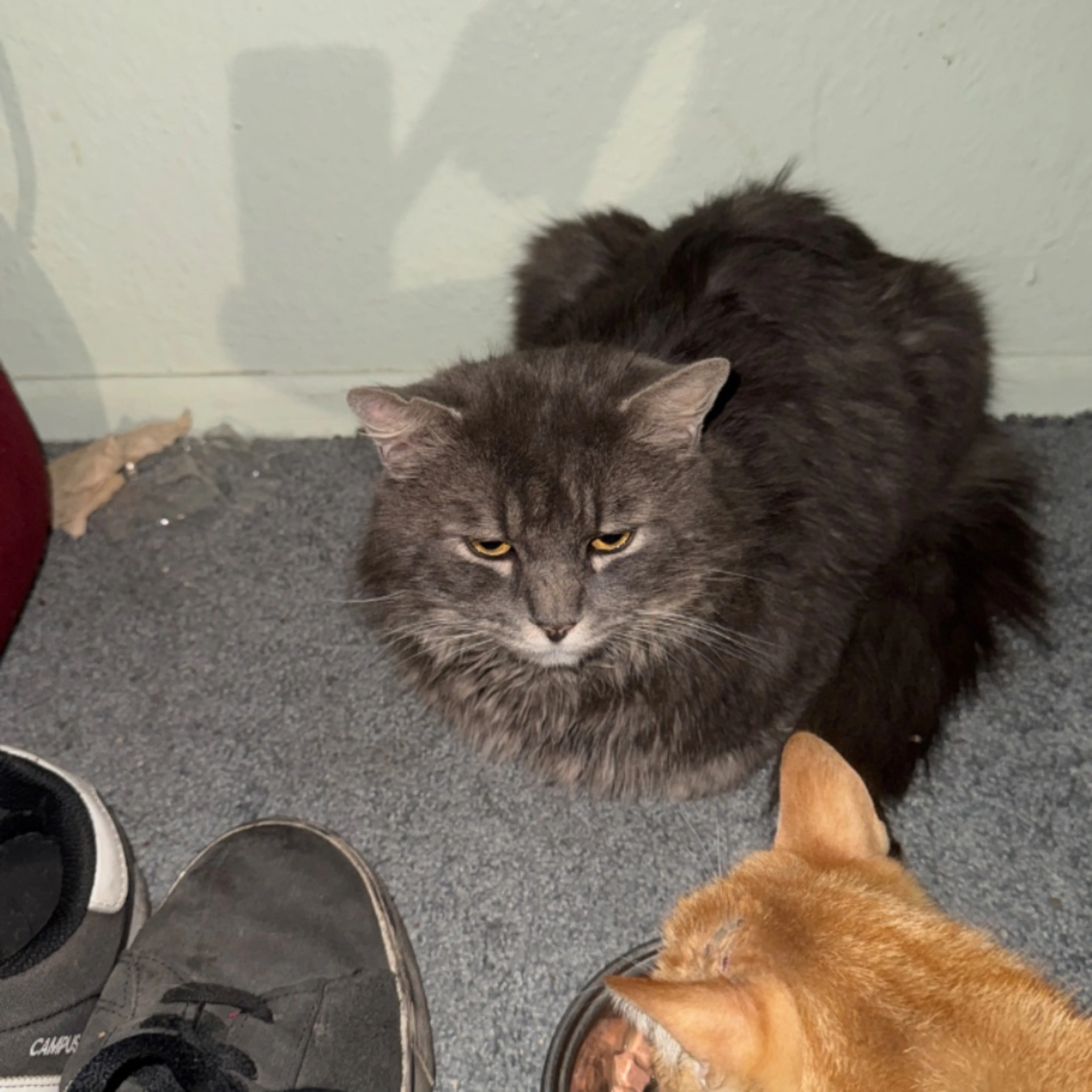 Lost pet