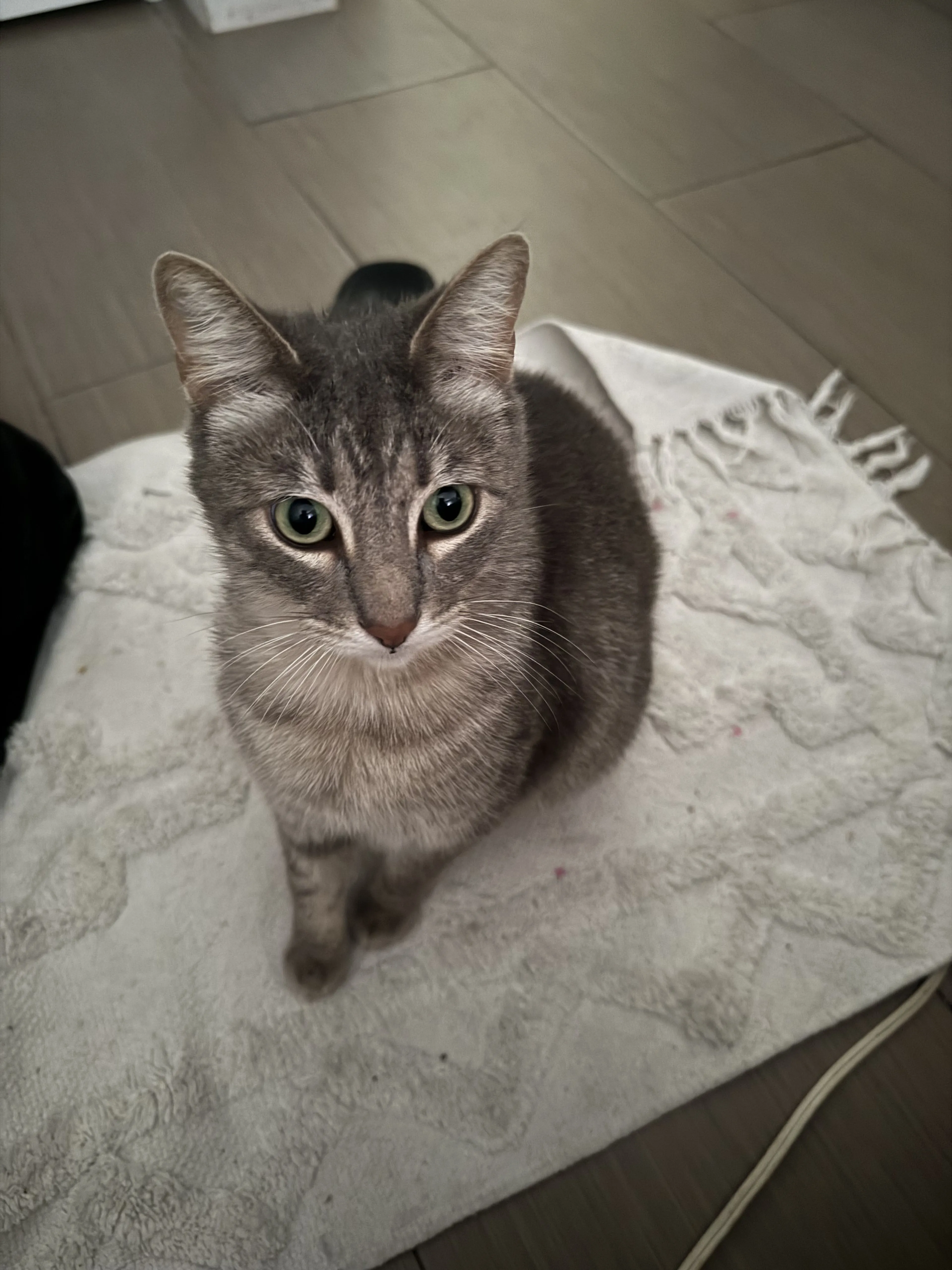 Lost pet