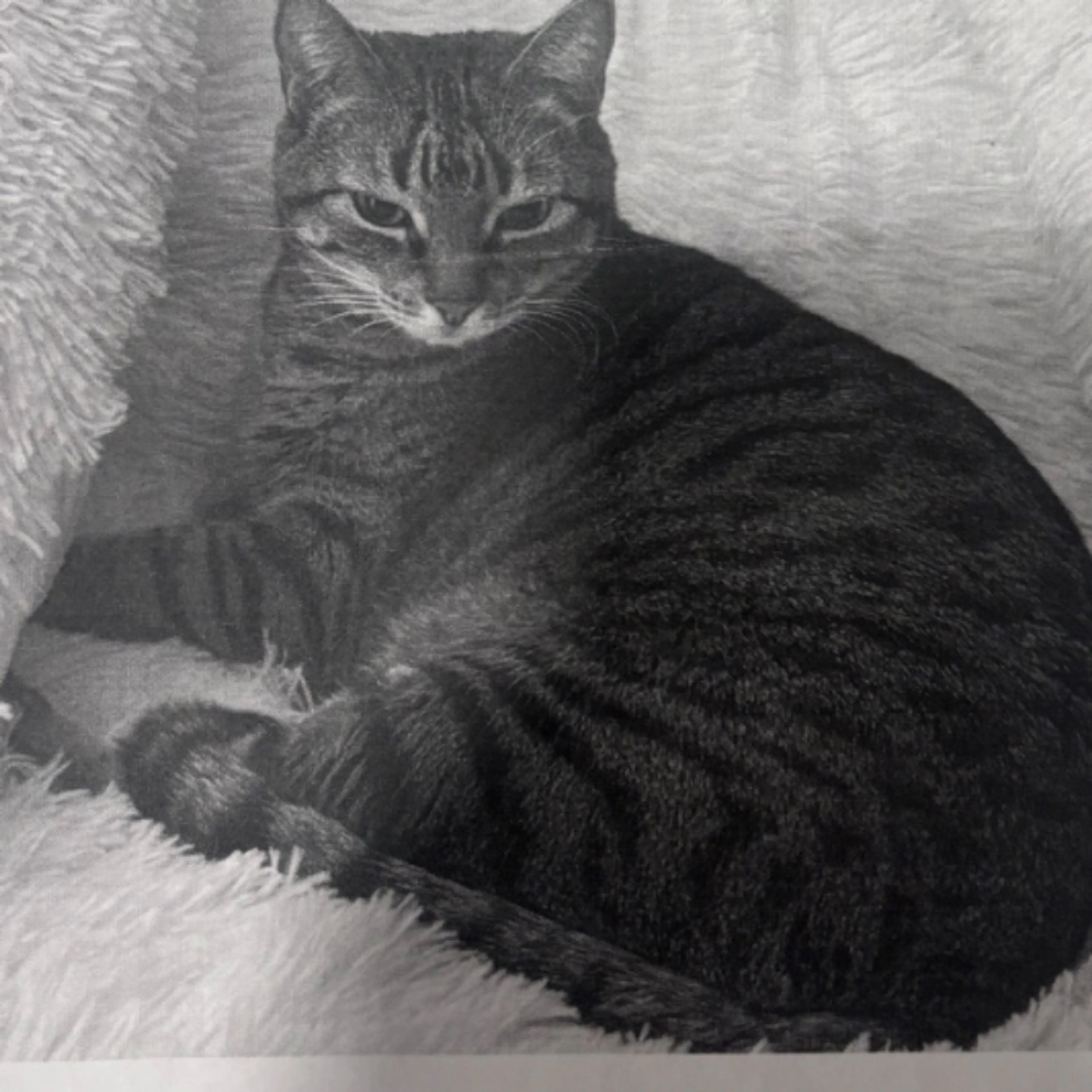Lost pet