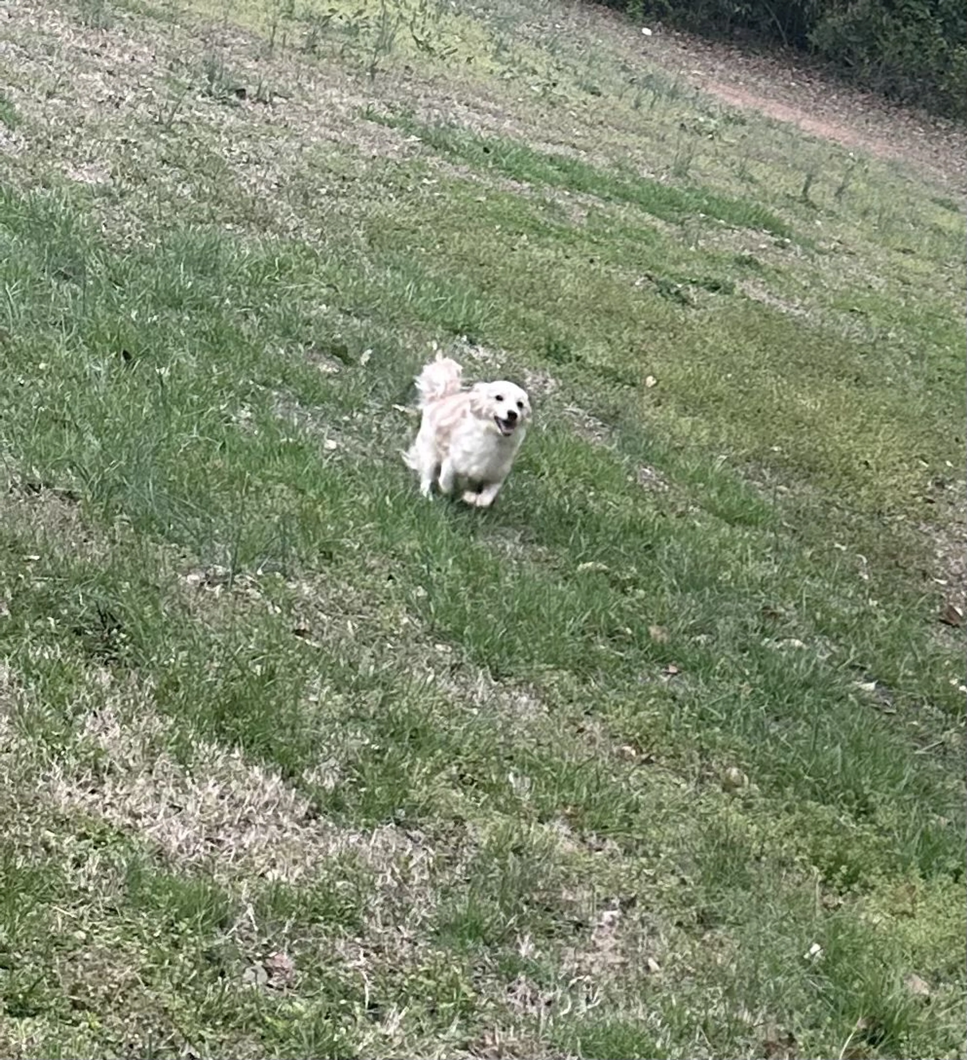 Lost pet-0