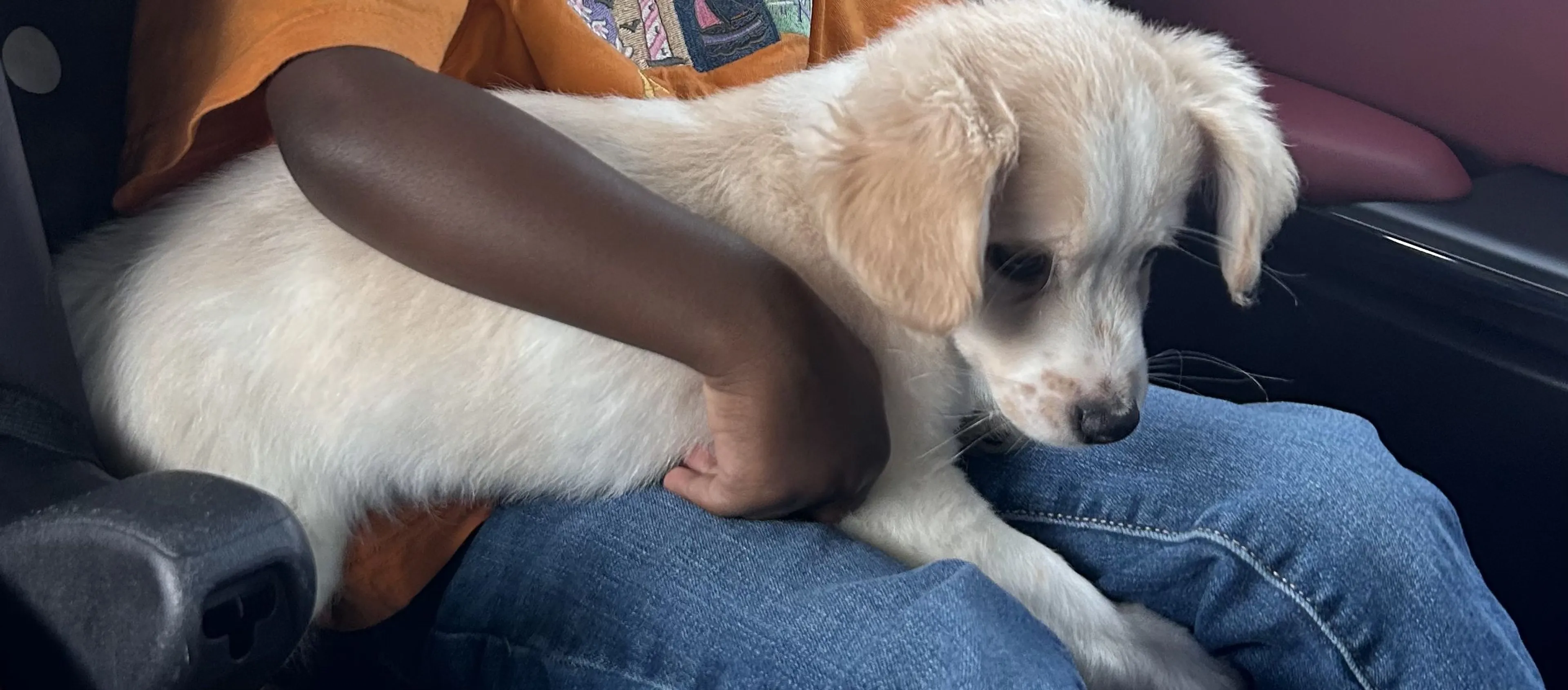 Lost pet-1