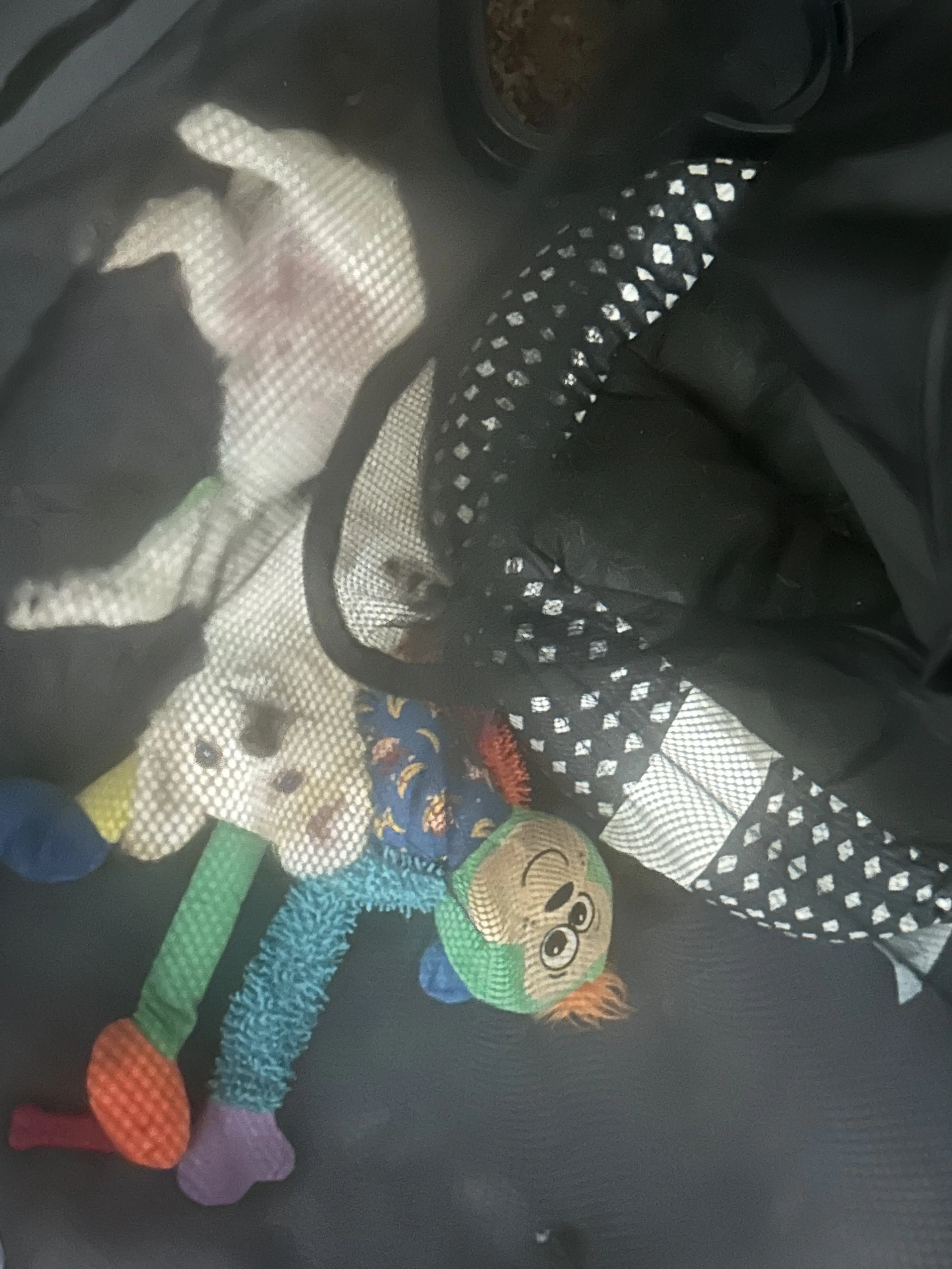 Lost pet-3